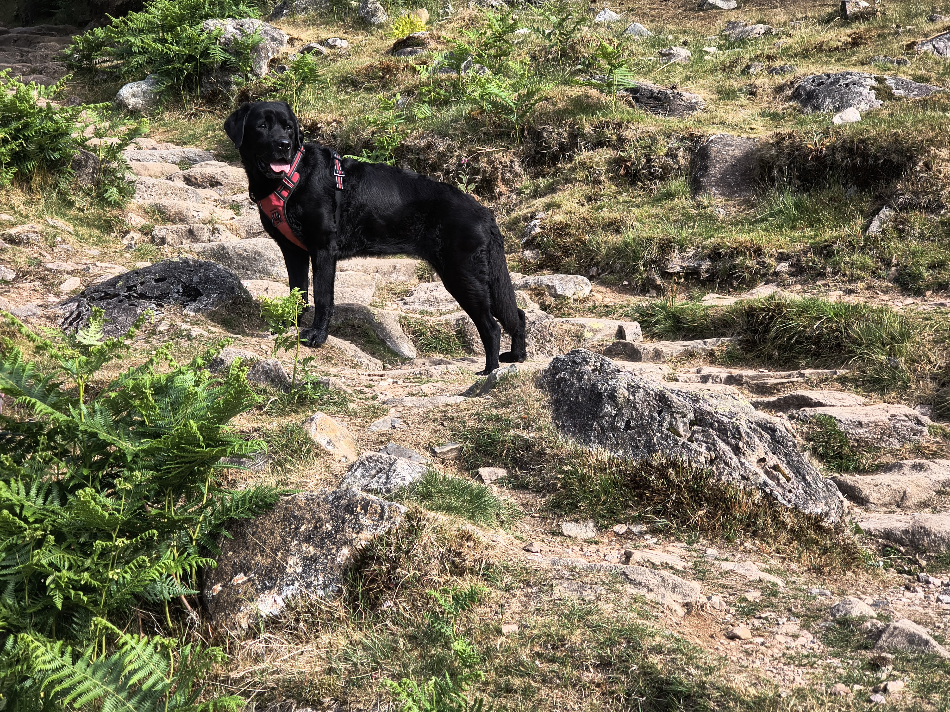 Indy on the rocky engineered path from New Dungeon Ghyll up to Stickle Tarn, May 21, 2025
