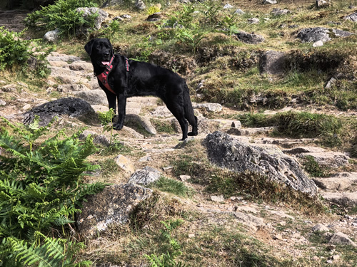 Indy on the rocky engineered path from New Dungeon Ghyll up to Stickle Tarn