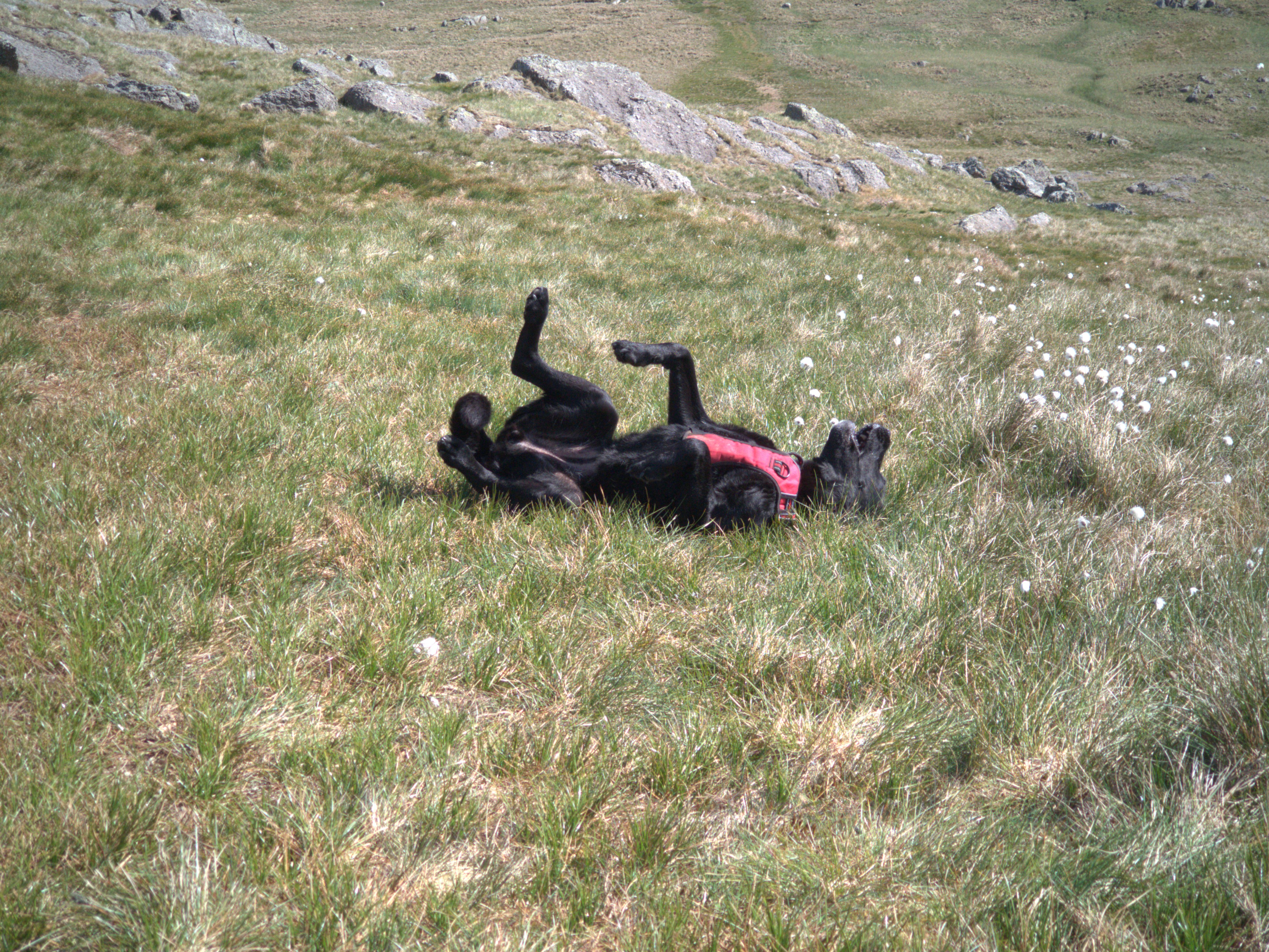 Langdale Pikes - Image 11, May 21, 2025