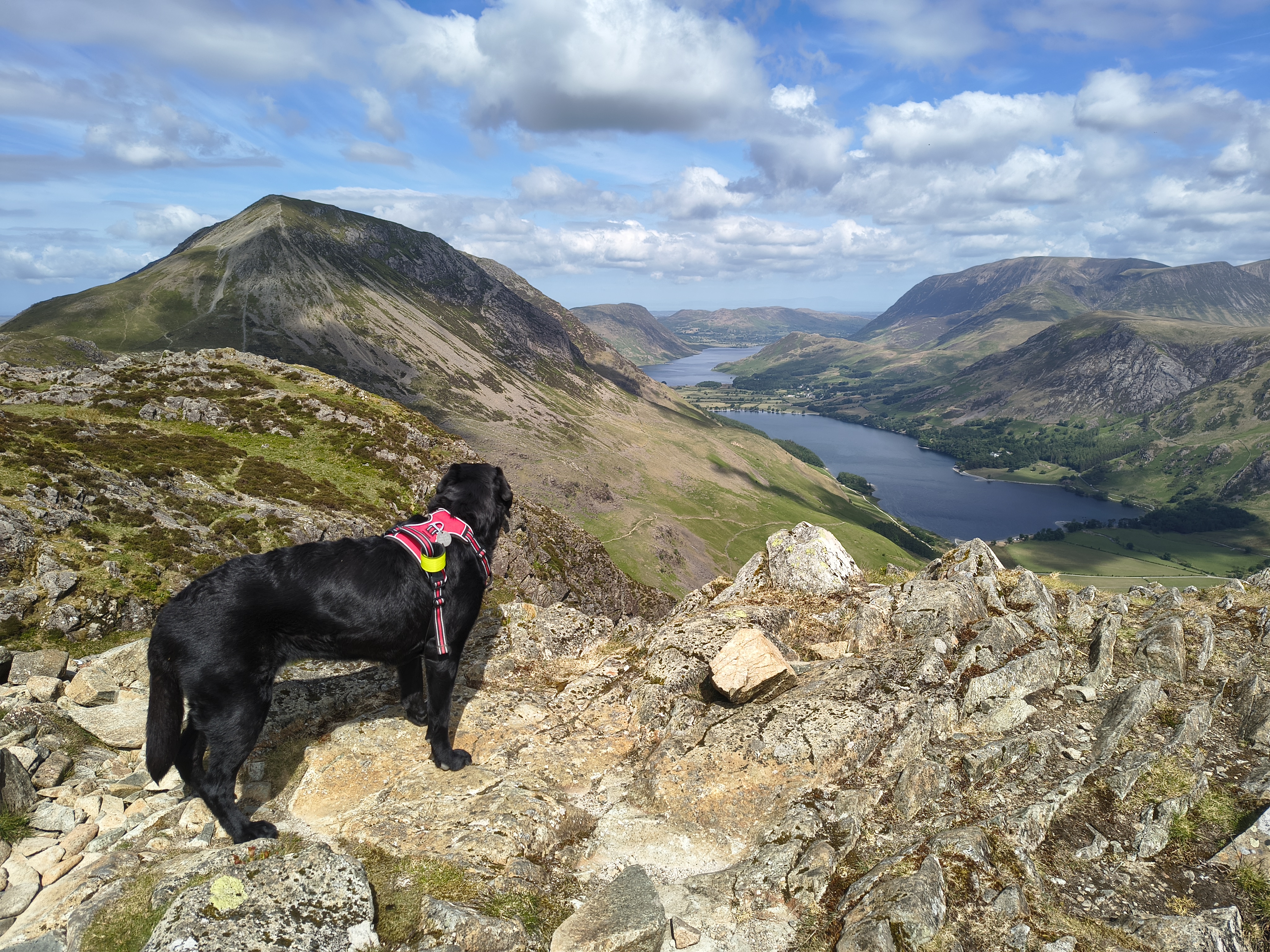 Indy admires the fantastic vista of Buttermere and Crummock Water from Hay Stacks. The High Stile ridge is to the left, May 23, 2025