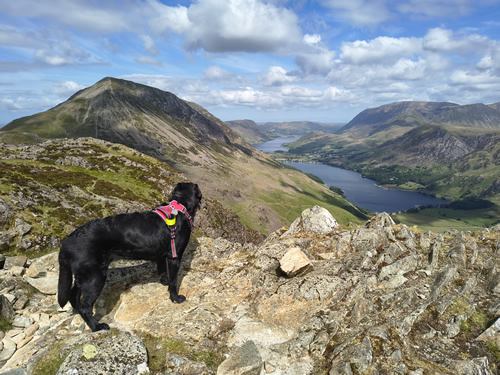 Indy admires the fantastic vista of Buttermere and Crummock Water from Hay Stacks. The High Stile ridge is to the left
