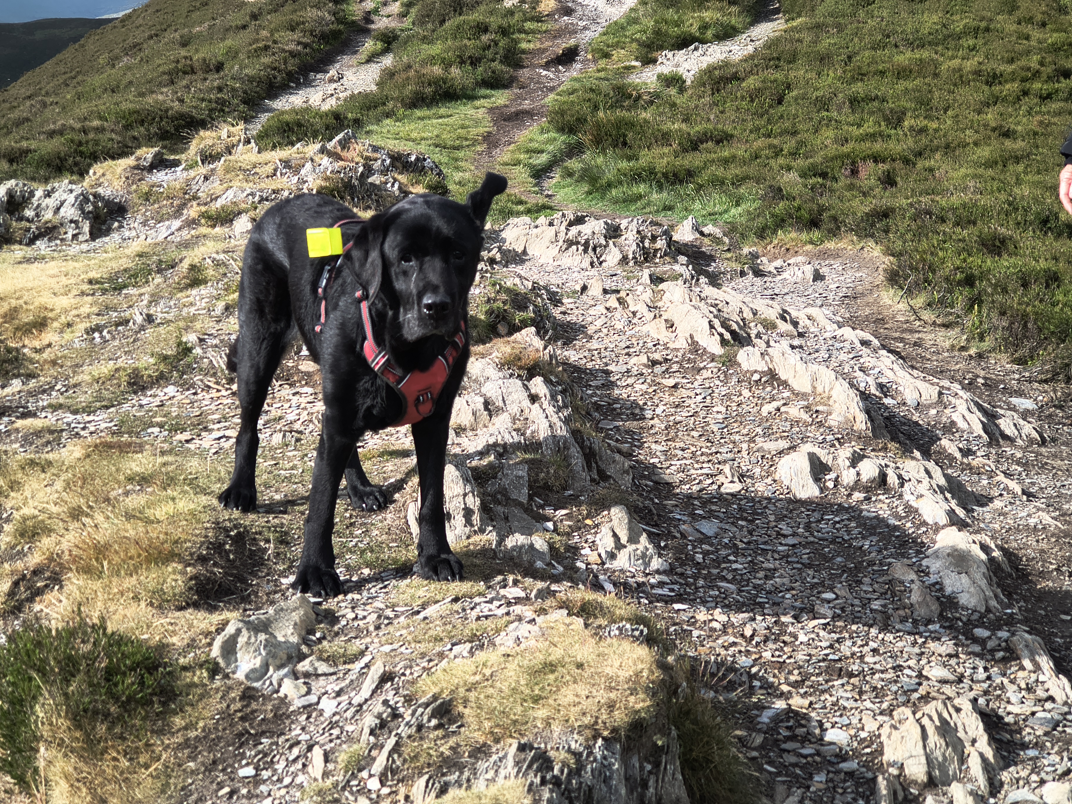 Indy's ears are flapping in the strong winds on this short walk around Barrow, May 26, 2025