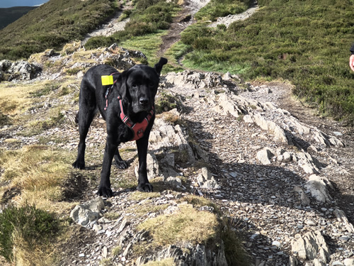 Indy's ears are flapping in the strong winds on this short walk around Barrow
