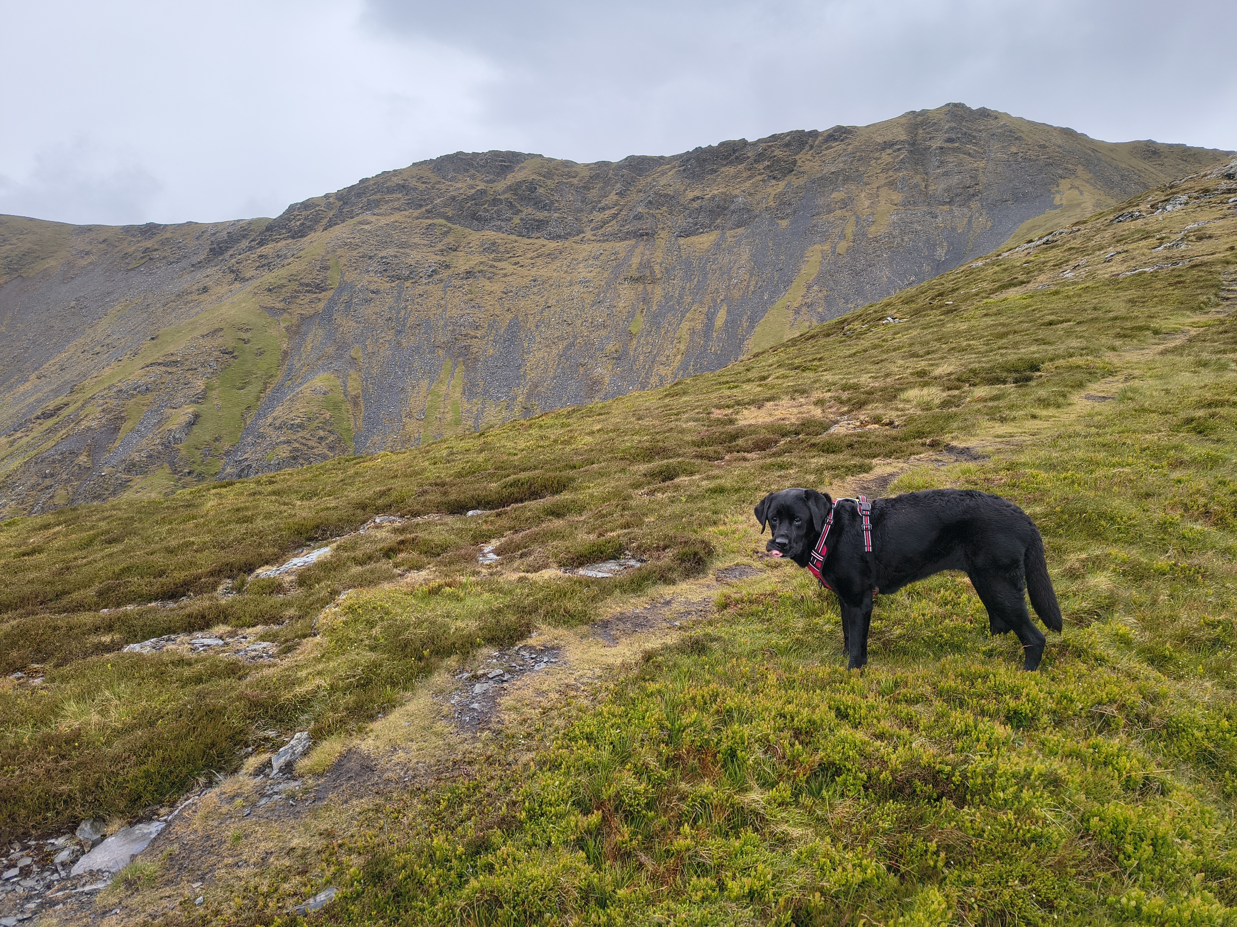 Indy taking a breather on the path up Gategill fell during the ascent of Blencathra. Overcast, May 27, 2025