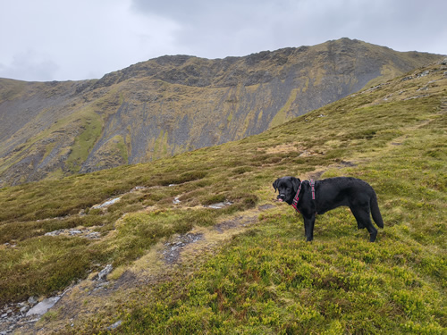 Indy taking a breather on the path up Gategill fell during the ascent of Blencathra. Overcast