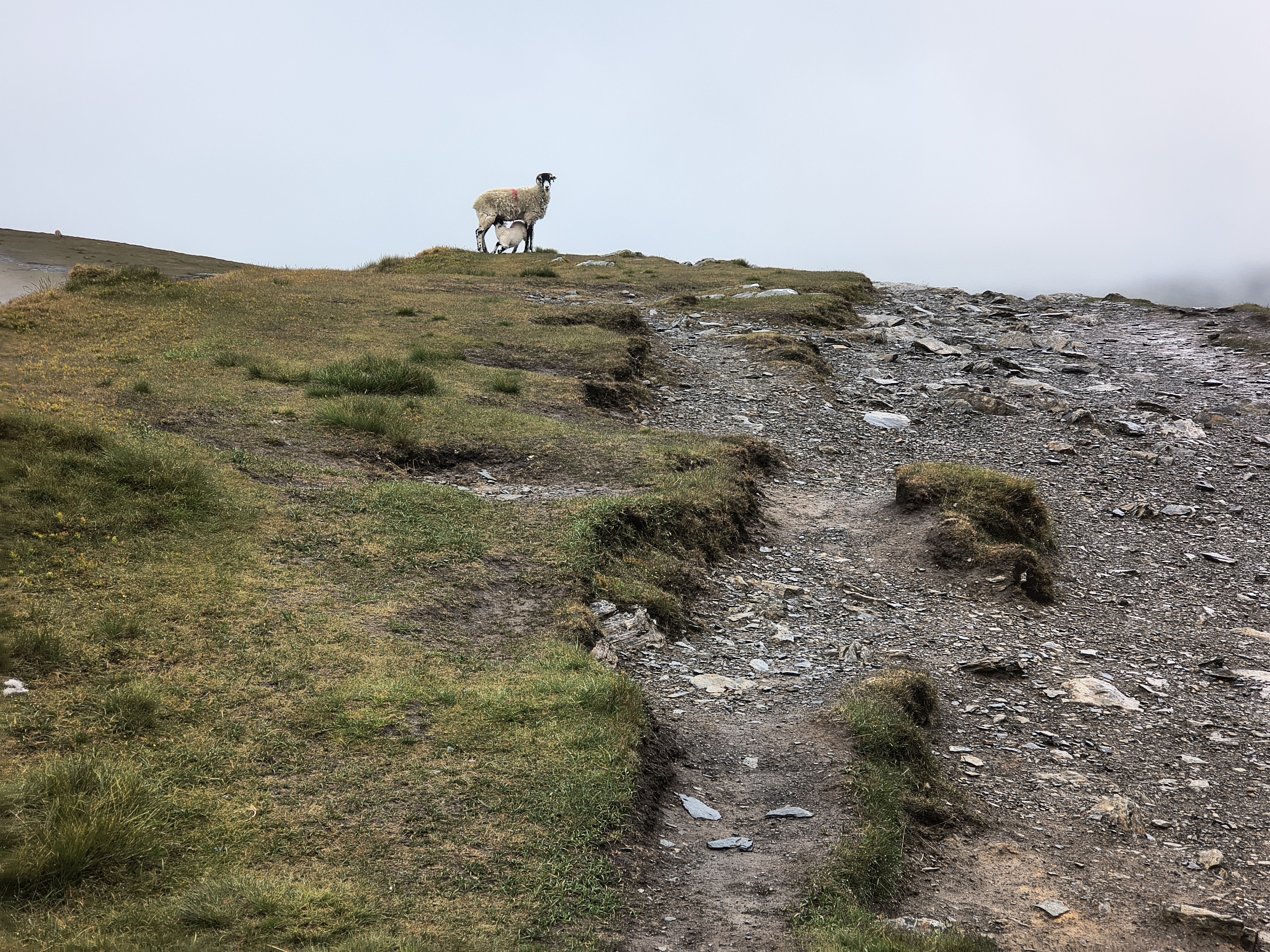 Blencathra [whiteout] - Image 12, May 27, 2025