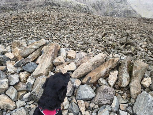 Indy is the highest dog in England! Nothing but rocks at the summit of Scafell Pike
