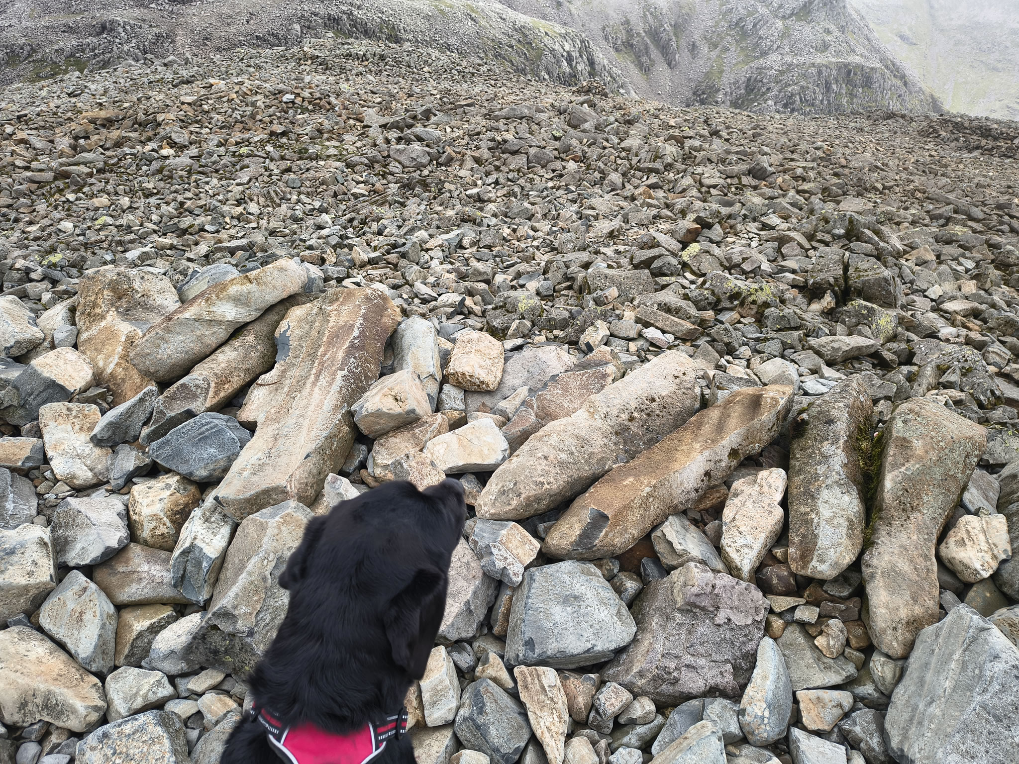 Indy is the highest dog in England! Nothing but rocks at the summit of Scafell Pike, May 28, 2025