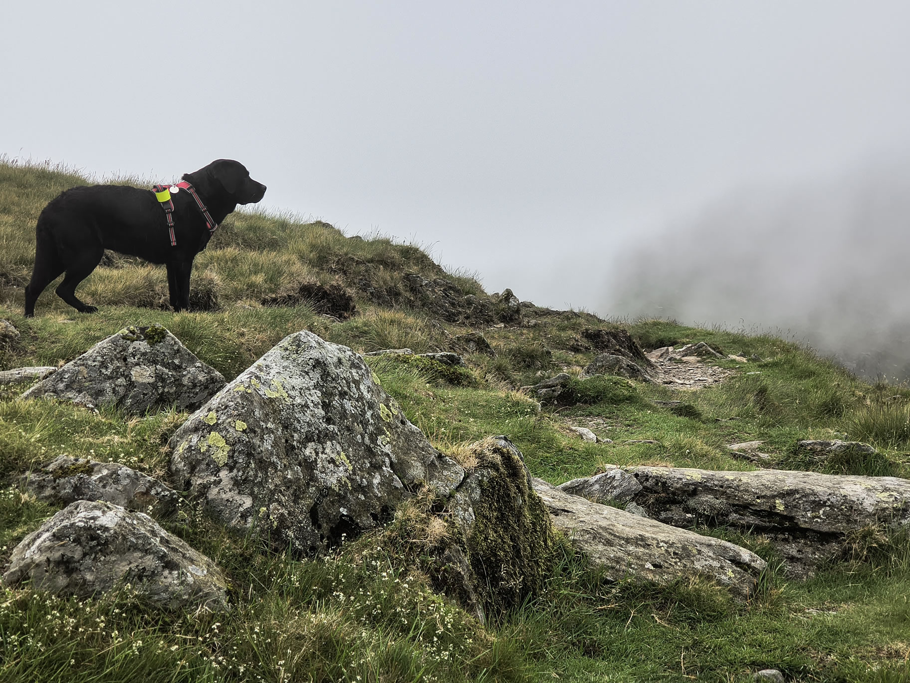 Indy is unsure if we should continue in this image of thick clouds rolling around Nan Bield Pass, Jun 25, 2025