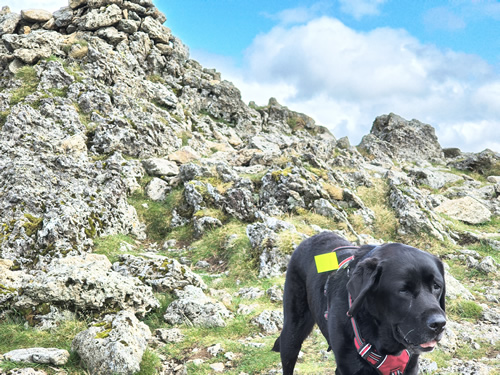 Strong winds buffet Indy near the summit of Raise. Rocky outcrops abound