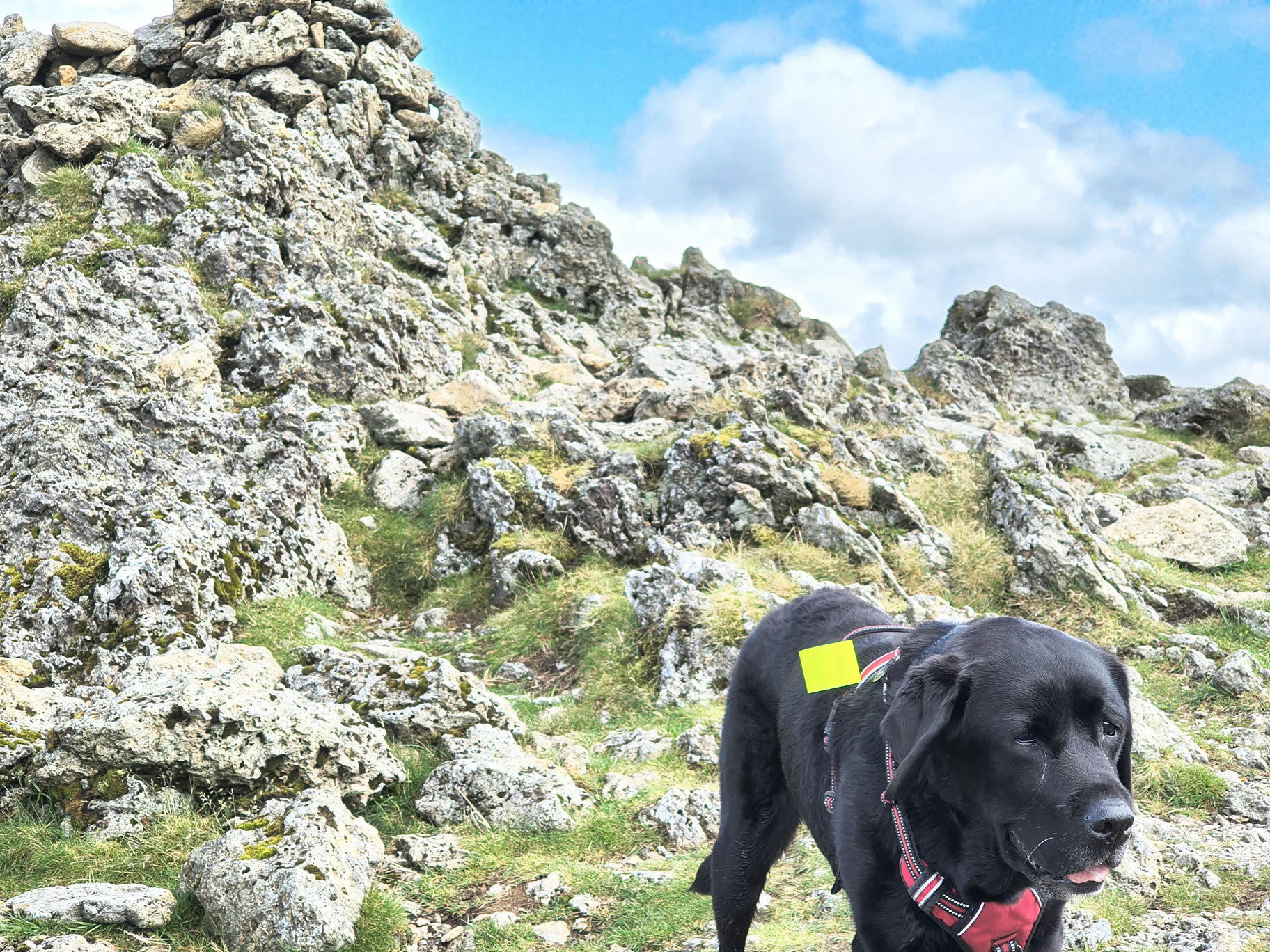 Strong winds buffet Indy near the summit of Raise. Rocky outcrops abound, Jun 26, 2025