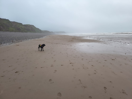 A completely deserted sandy beach at St Bees, low tide. Indy has the place to herself