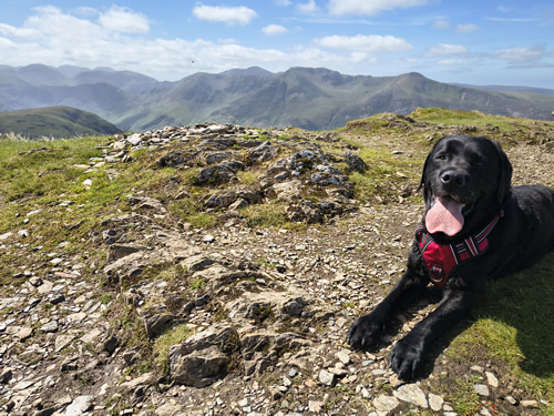 Indy sitting near the top of Whiteless Pike after a good long hike. Buttermere fells are in the background