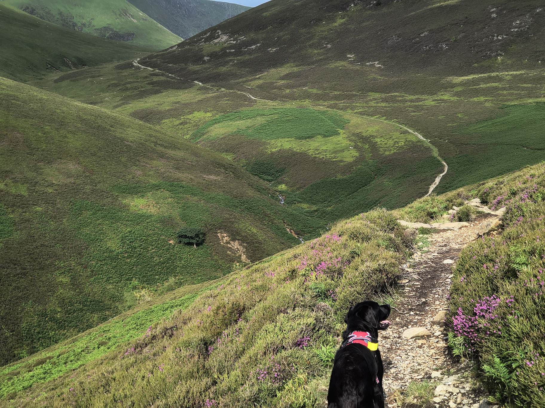 Causey Ridge, Grasmoor - Image 4, Jun 29, 2025