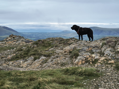 Indy at the summit of Outerside, looking into the distance on a hazy overcast day