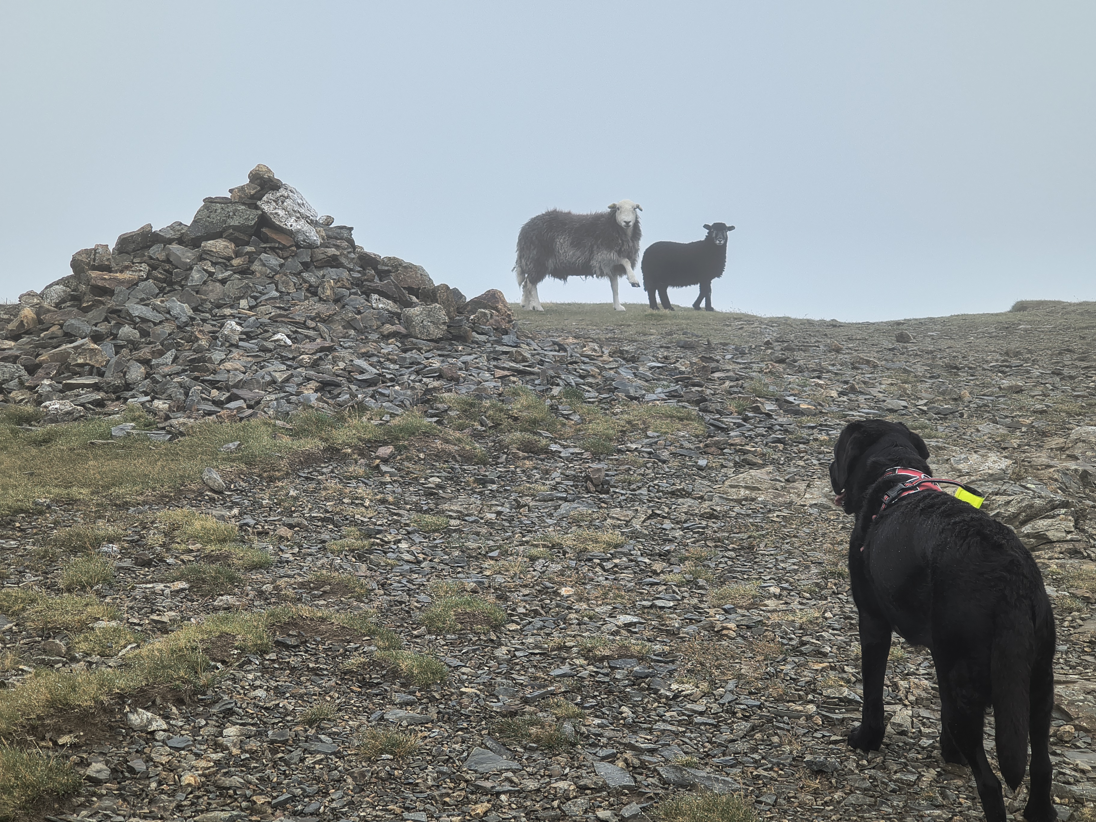 Grisedale Pike - Image 16, Jul 01, 2025