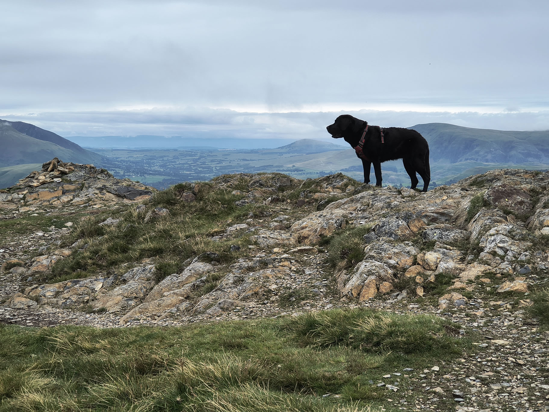 Indy at the summit of Outerside, looking into the distance on a hazy overcast day, Jul 01, 2025