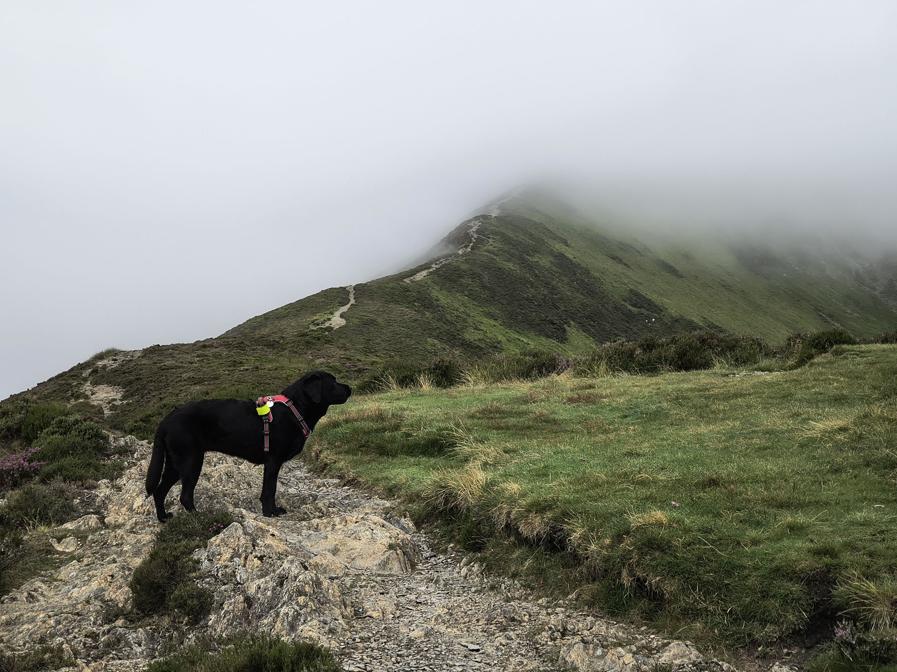 Grisedale Pike - Image 6, Jul 01, 2025