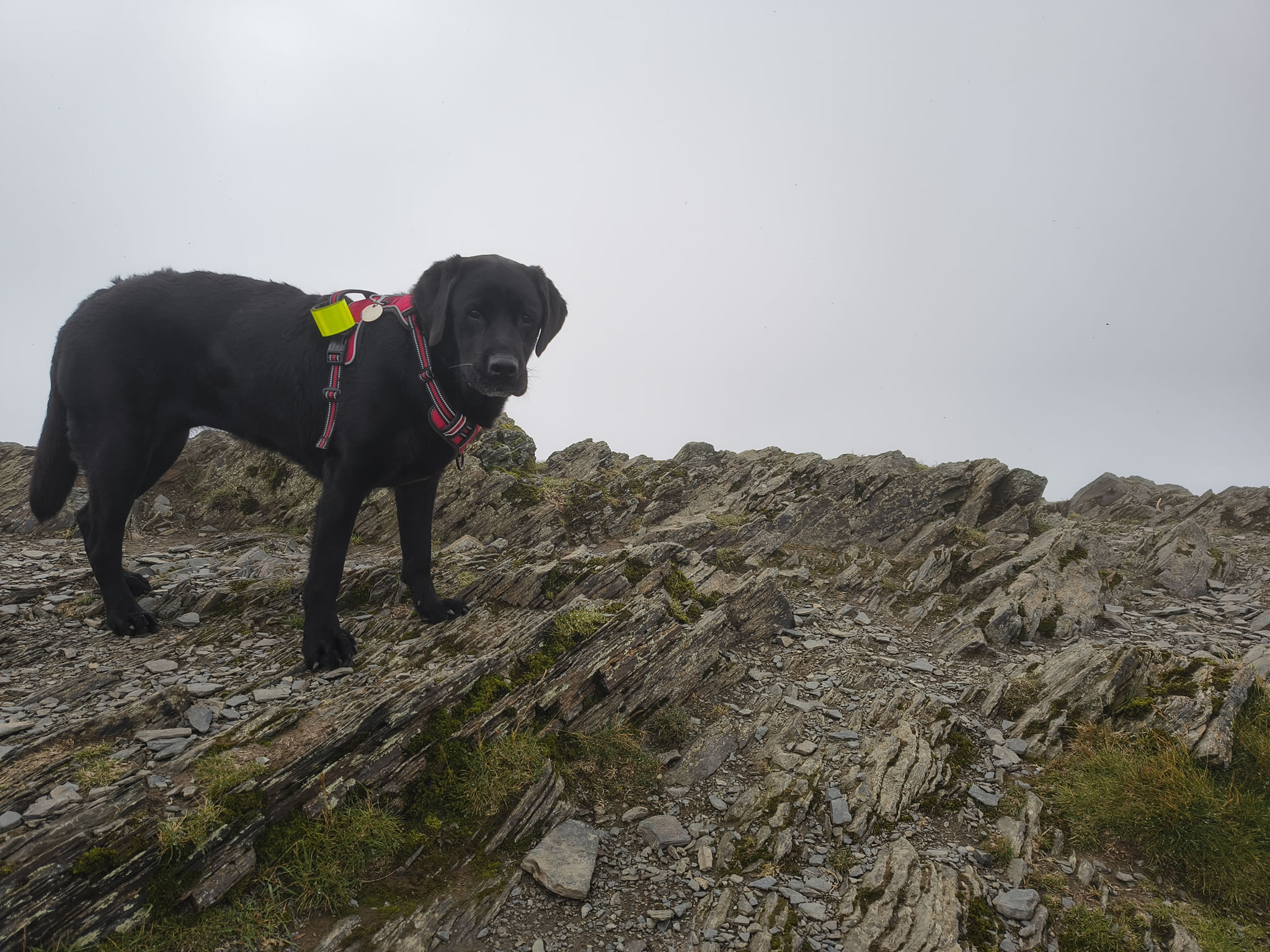 Grisedale Pike - Image 10, Jul 01, 2025