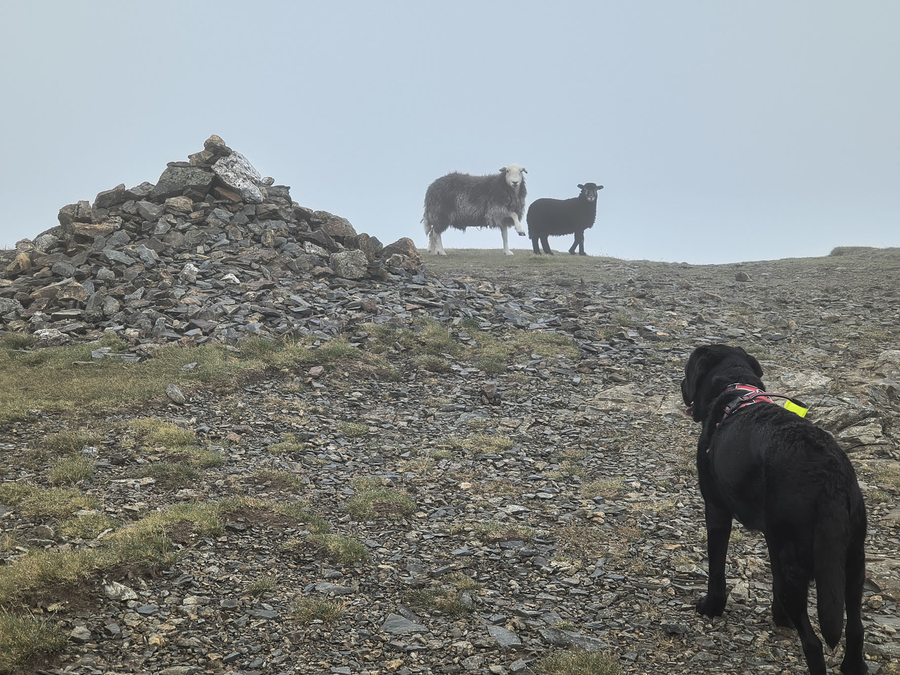 Grisedale Pike - Image 16, Jul 01, 2025