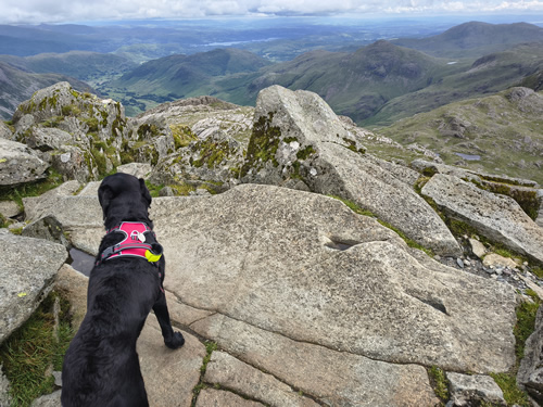 Indy is at the summit of a rocky Bowfell, looking out over a green valley and distant mountains. Partly cloudy sky