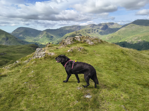 Indy admiring a mountain vista from Angletarn Pikes. Clear views, under a partly cloudy sky