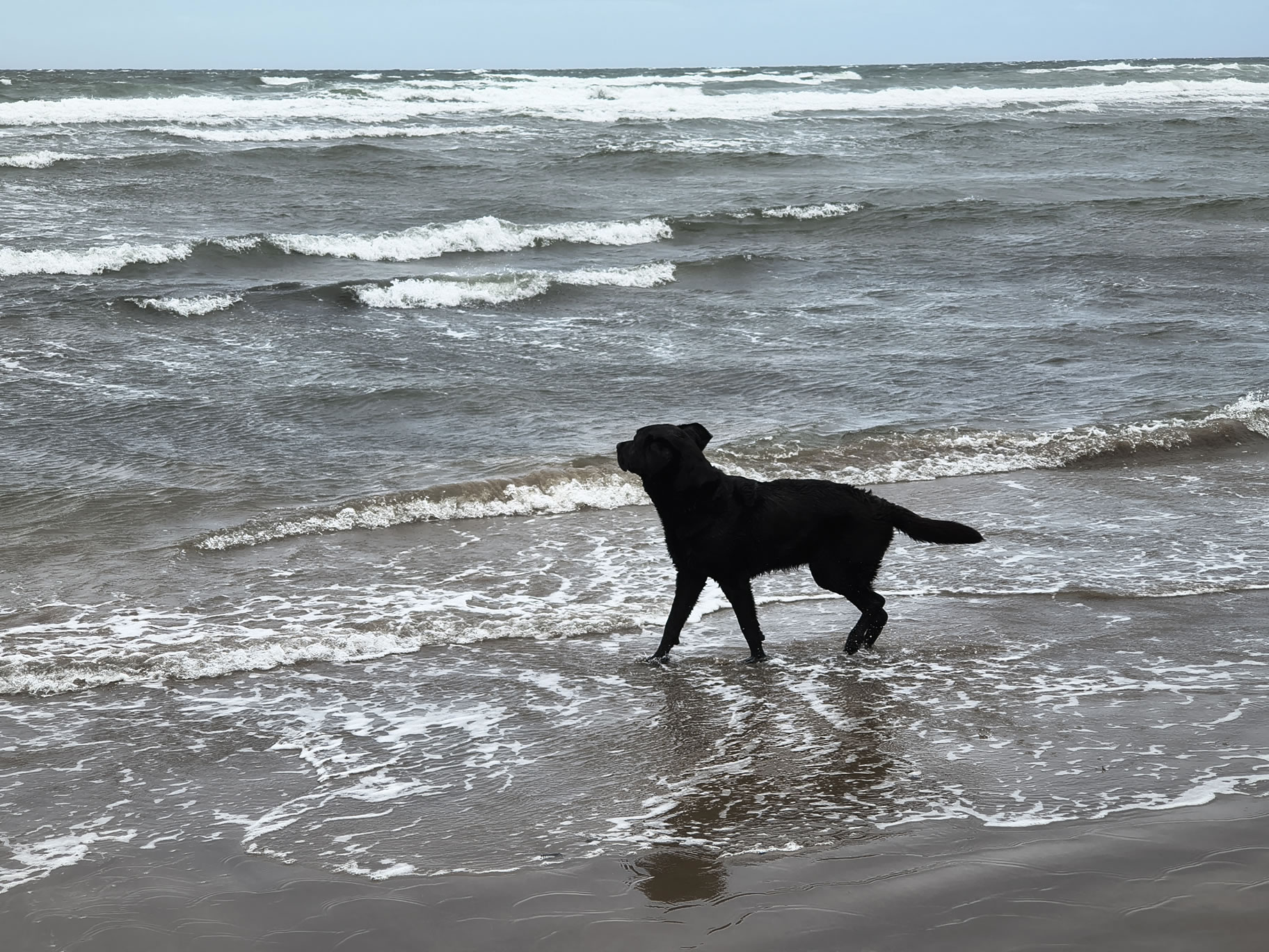 Indy in the rolling waves at St Bees. Overcast, Jul 04, 2025