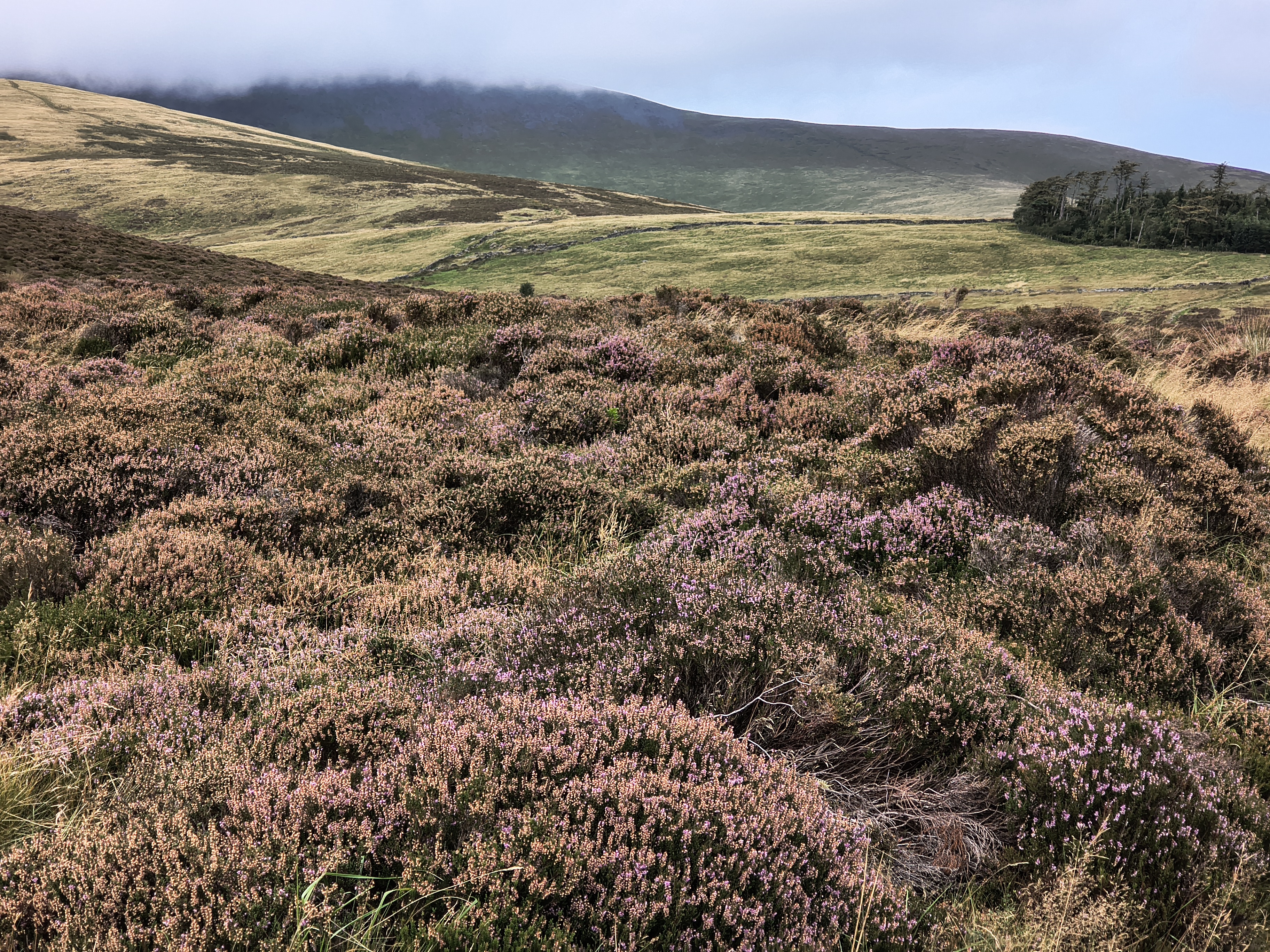 Bakestall, Skiddaw - Image 5, Sep 06, 2025