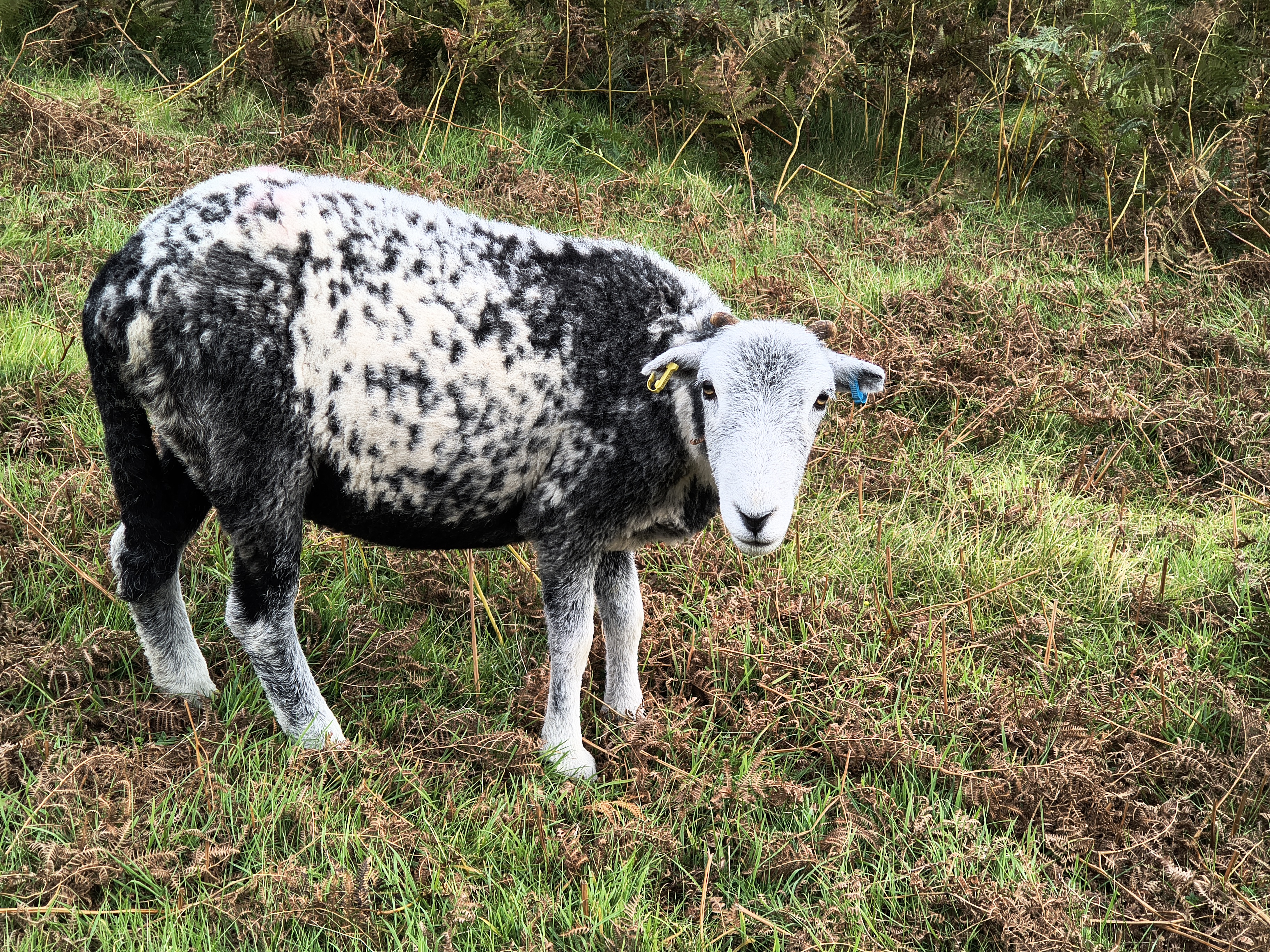 A sheep stares as I pass on the way to Outerside, Sep 07, 2025