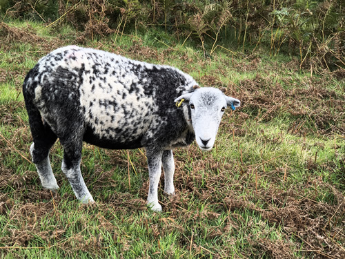 A sheep stares as I pass on the way to Outerside