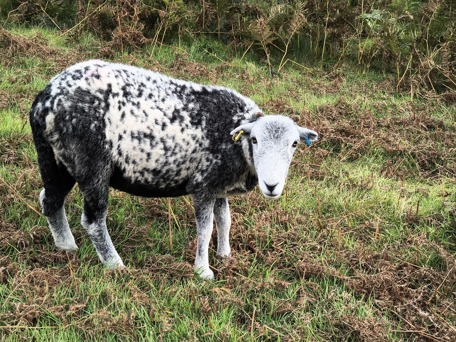 A sheep stares as I pass on the way to Outerside, Sep 07, 2025