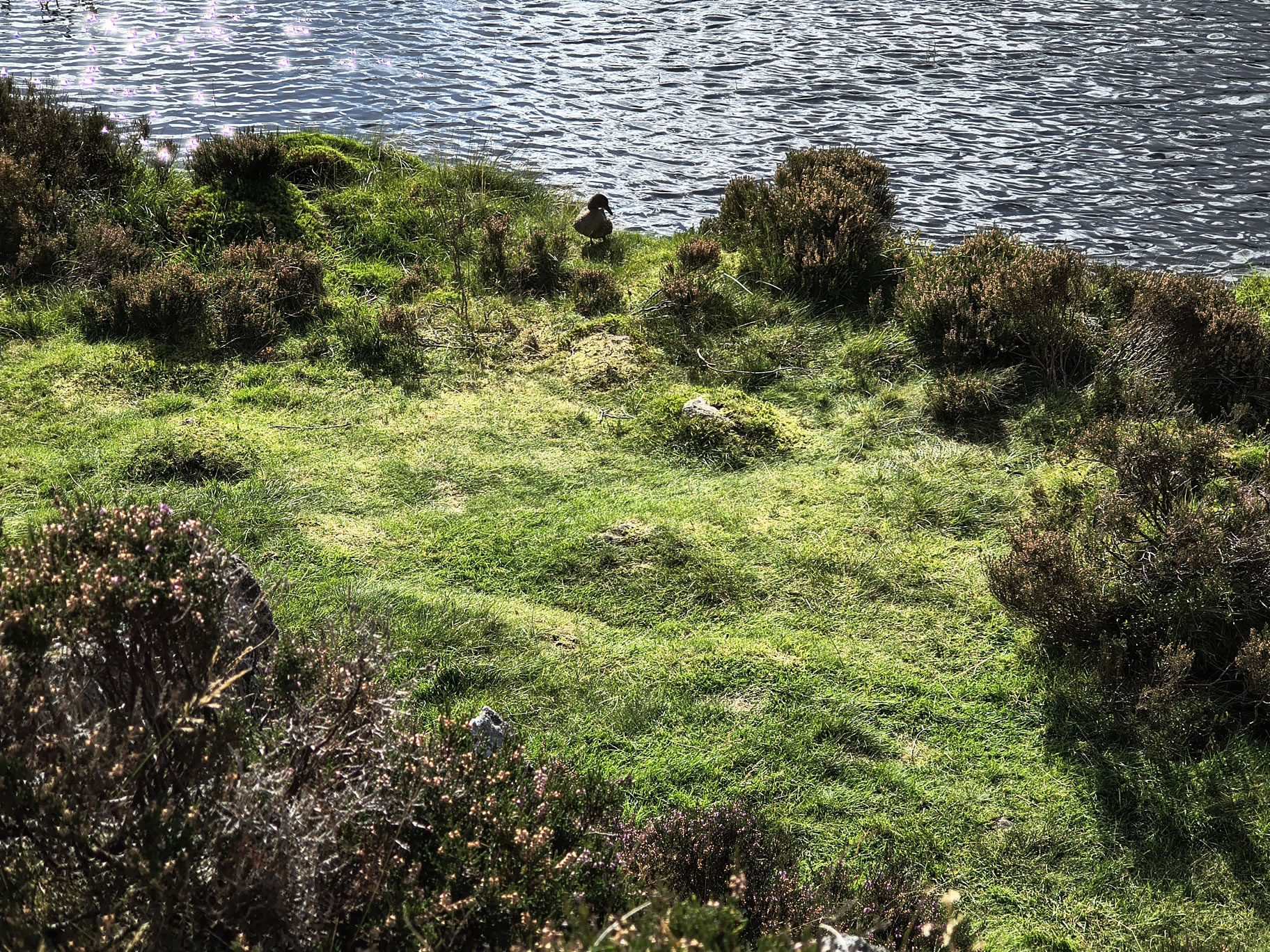 Great Gable, Haystacks - Image 24, Sep 08, 2025