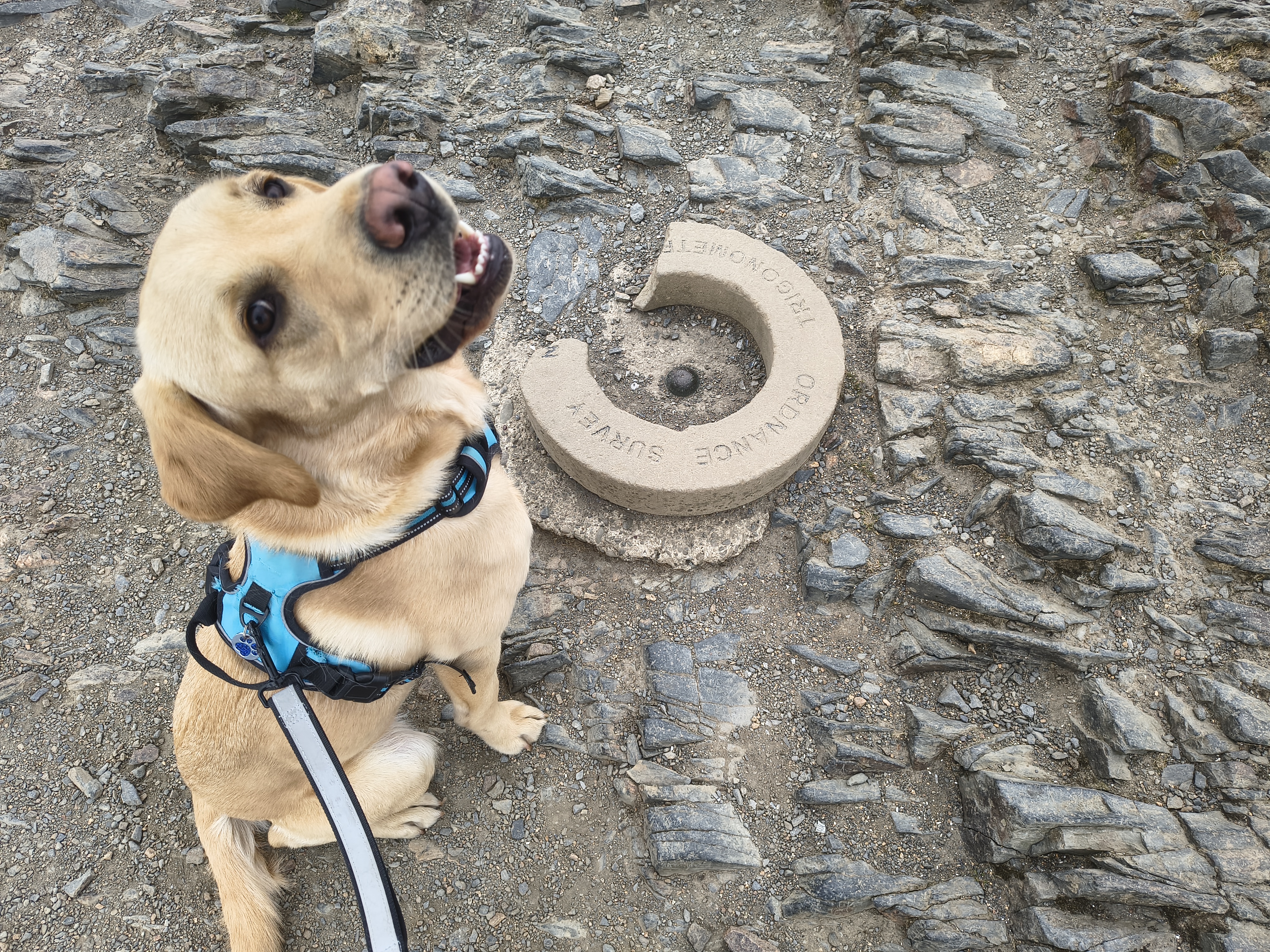 Rex golden lab pleased to be at the summit of Blencathra, May 01, 2026