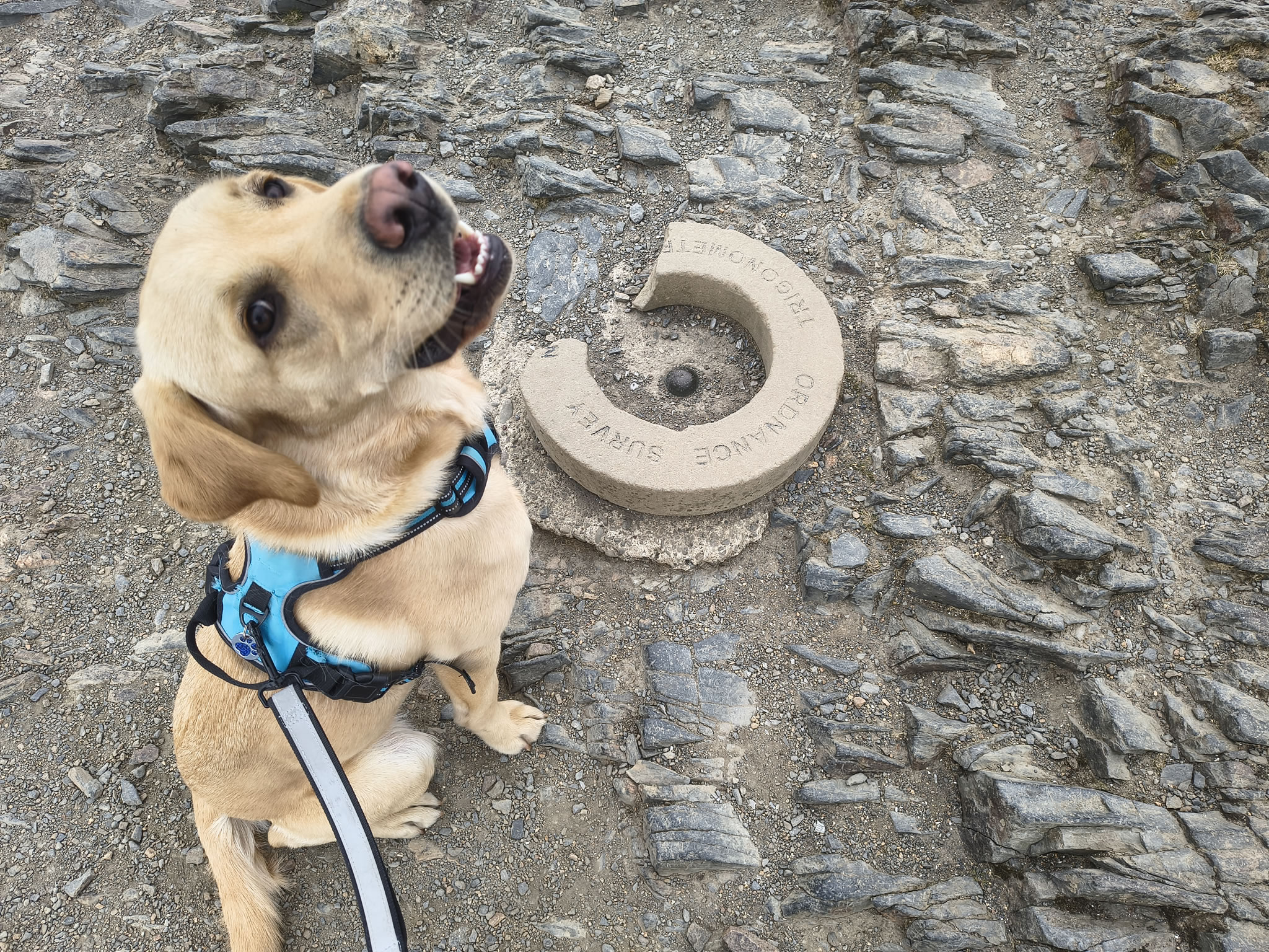 Rex golden lab pleased to be at the summit of Blencathra, May 01, 2026
