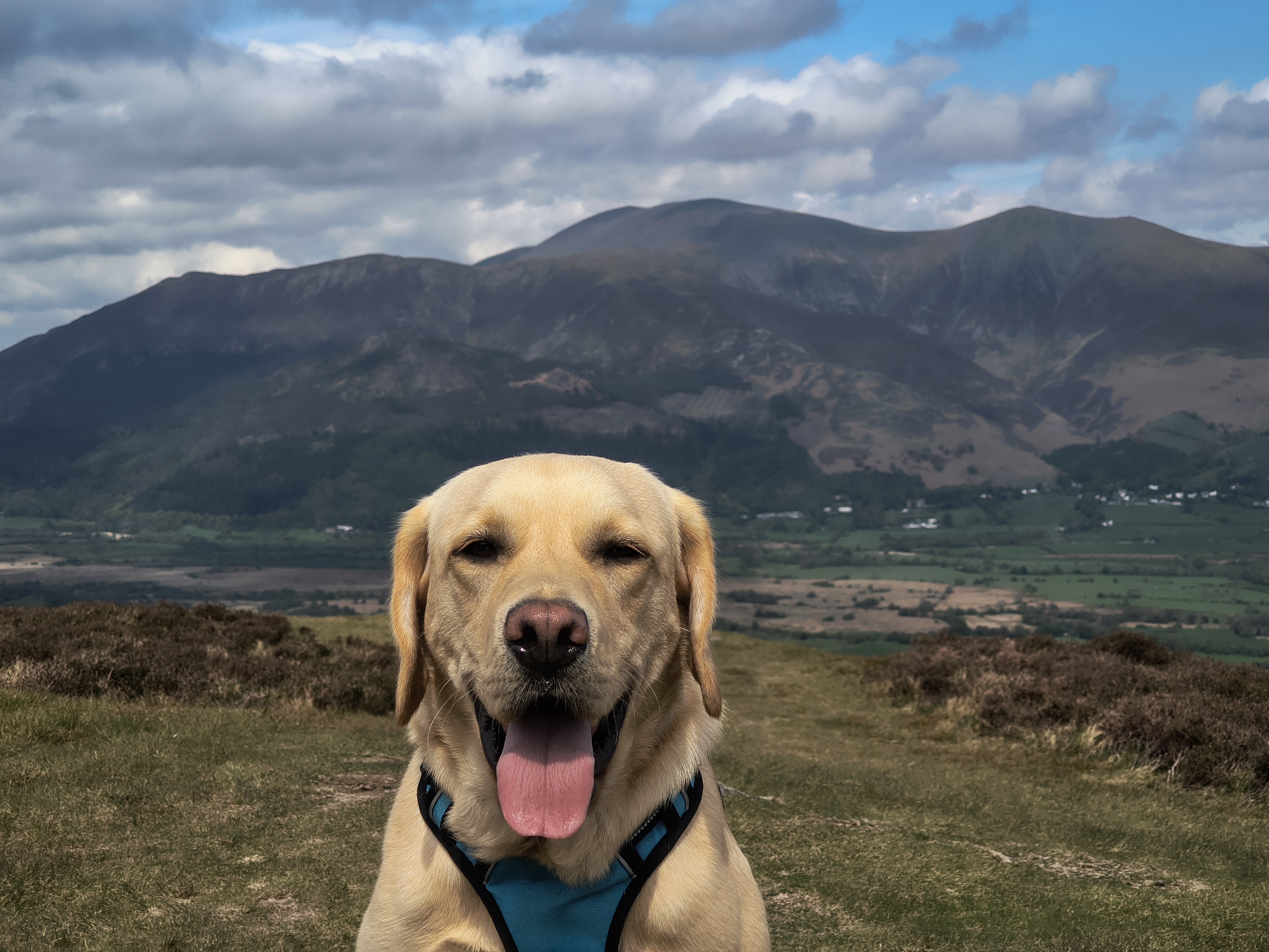 Skiddaw in the background from Stile End. Cloudy, Rex takes centre stage, May 02, 2026