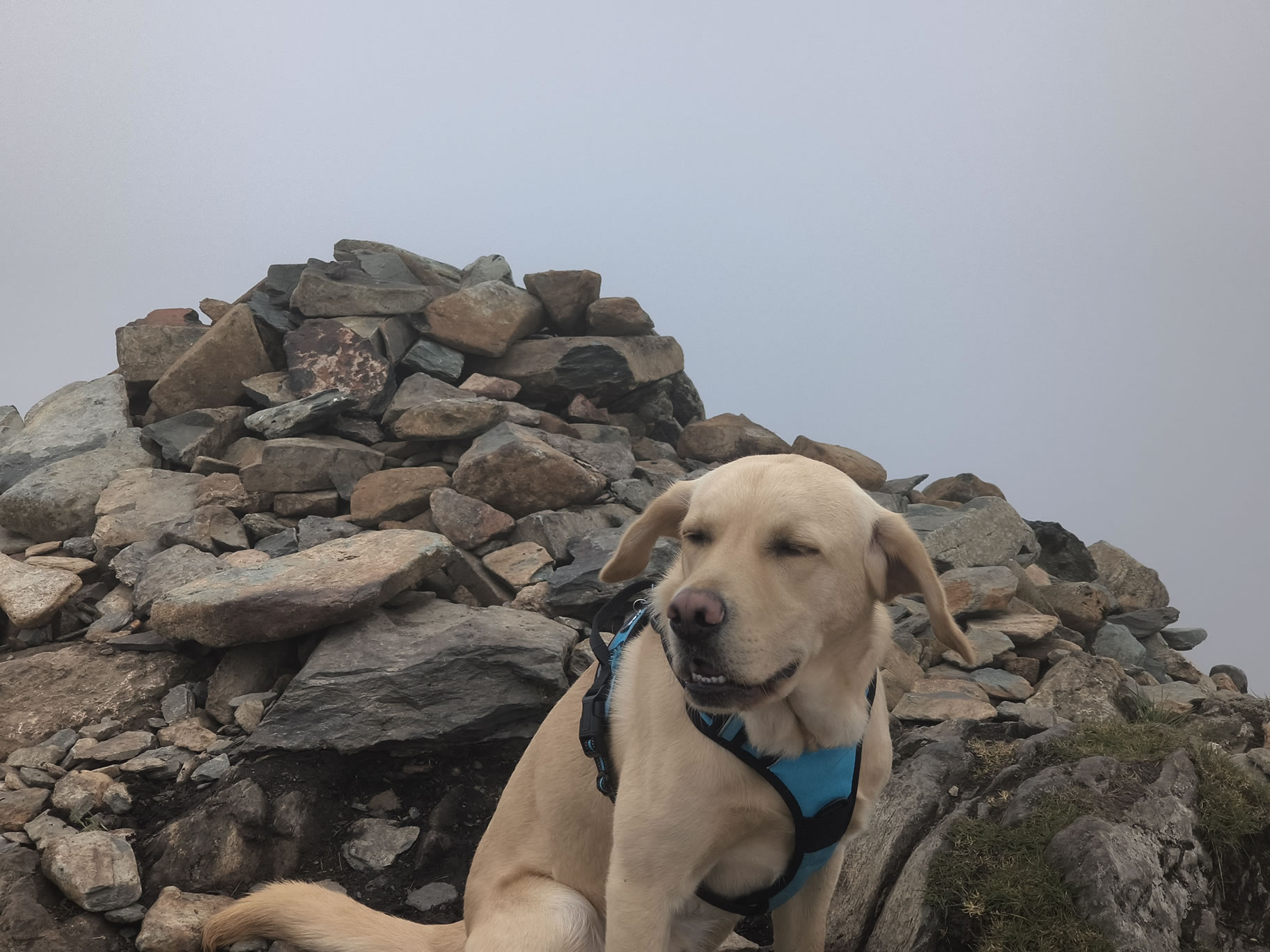 No visibility in this image of low clouds and wind buffeting Rex on Fleetwith Pike, May 03, 2026