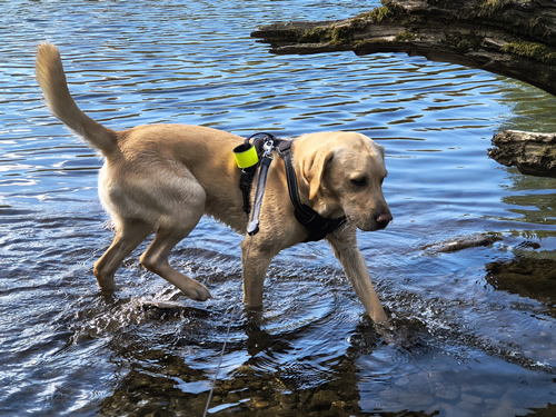 A close up of golden lab Rex in the River Greta, sunny reflections