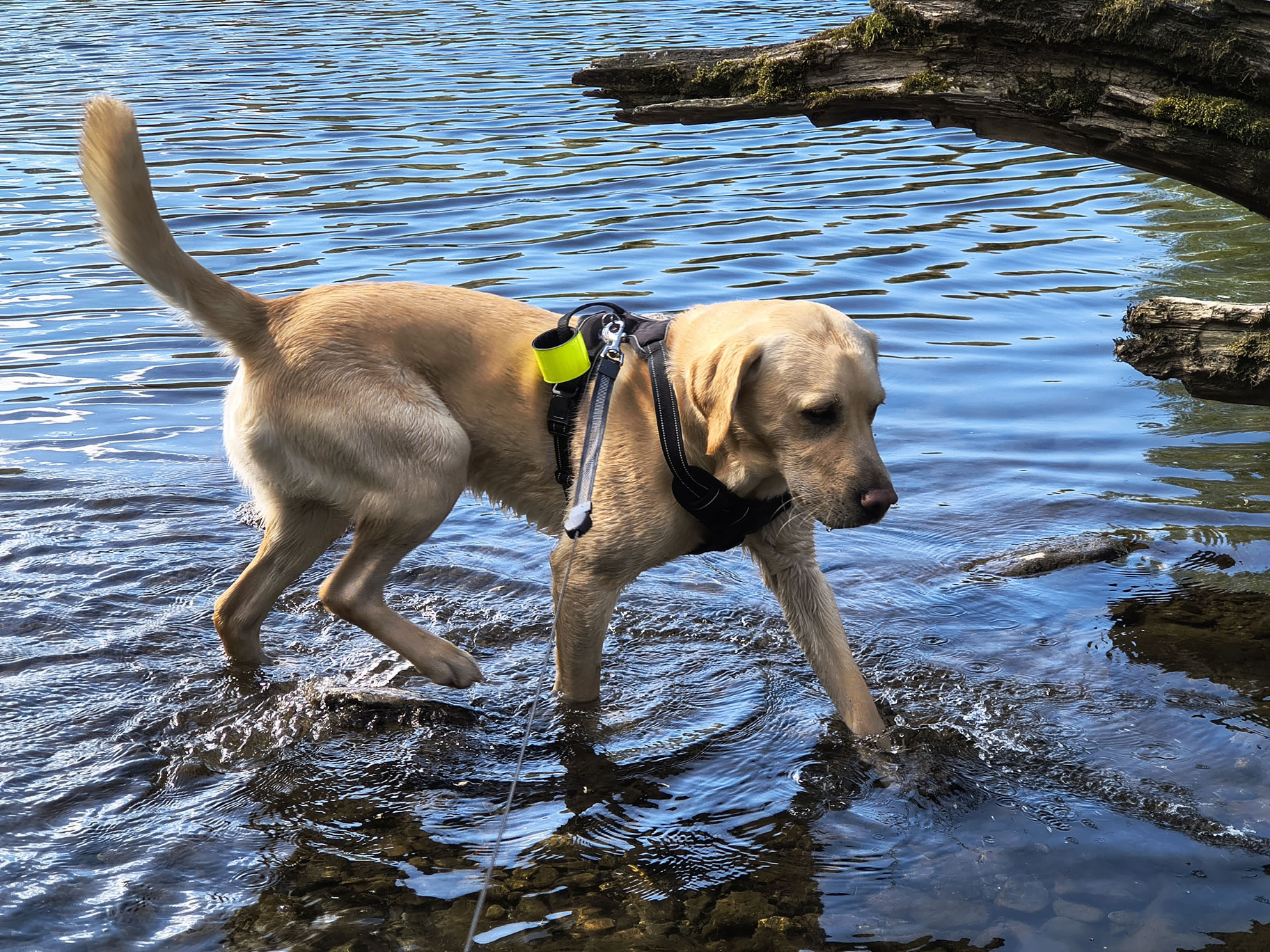 A close up of golden lab Rex in the River Greta, sunny reflections, May 04, 2026
