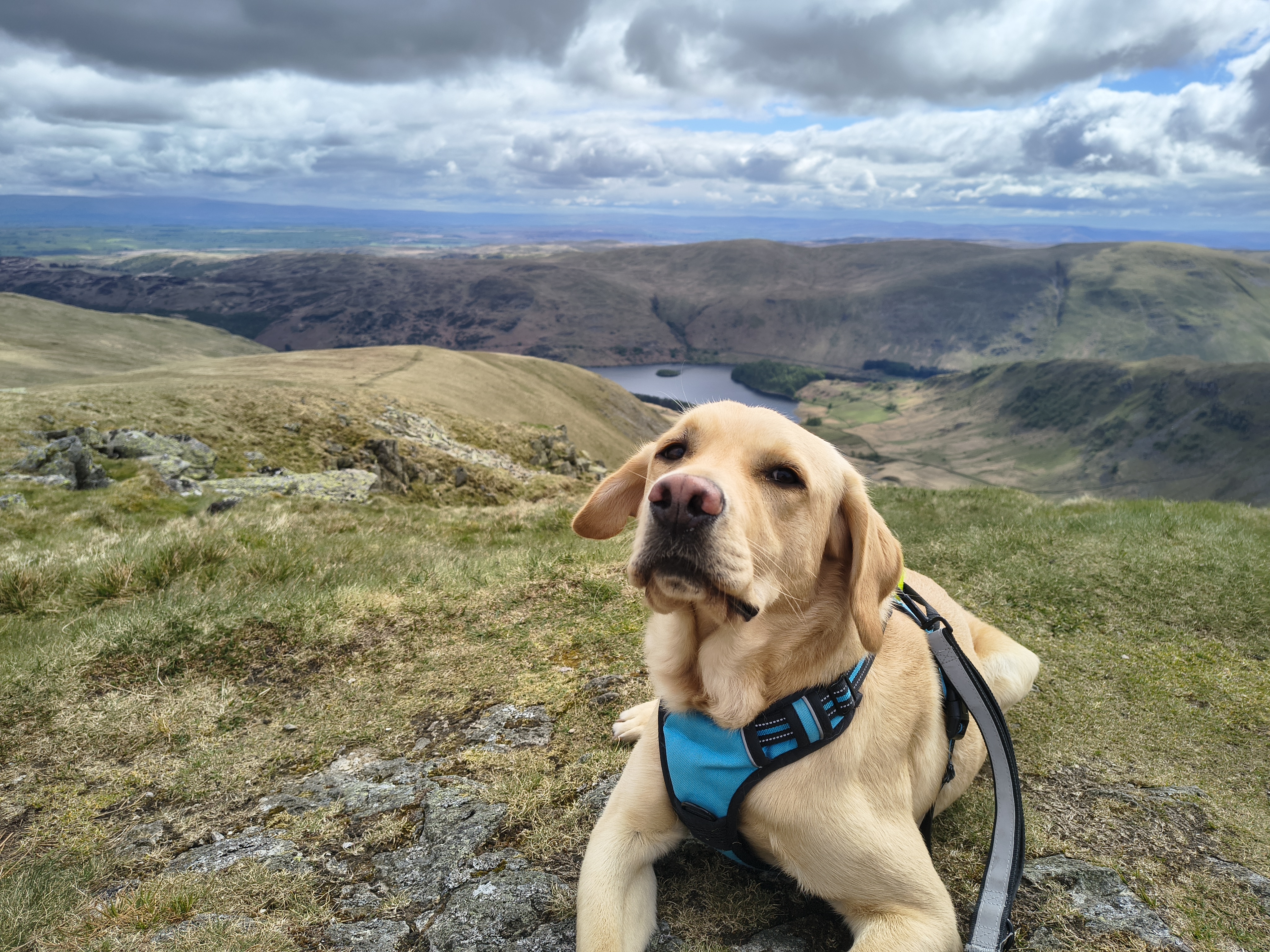 The summit of Kidsty Pike with Haweswater reservoir in the background. Rex is sitting down on a grassy area, May 05, 2026
