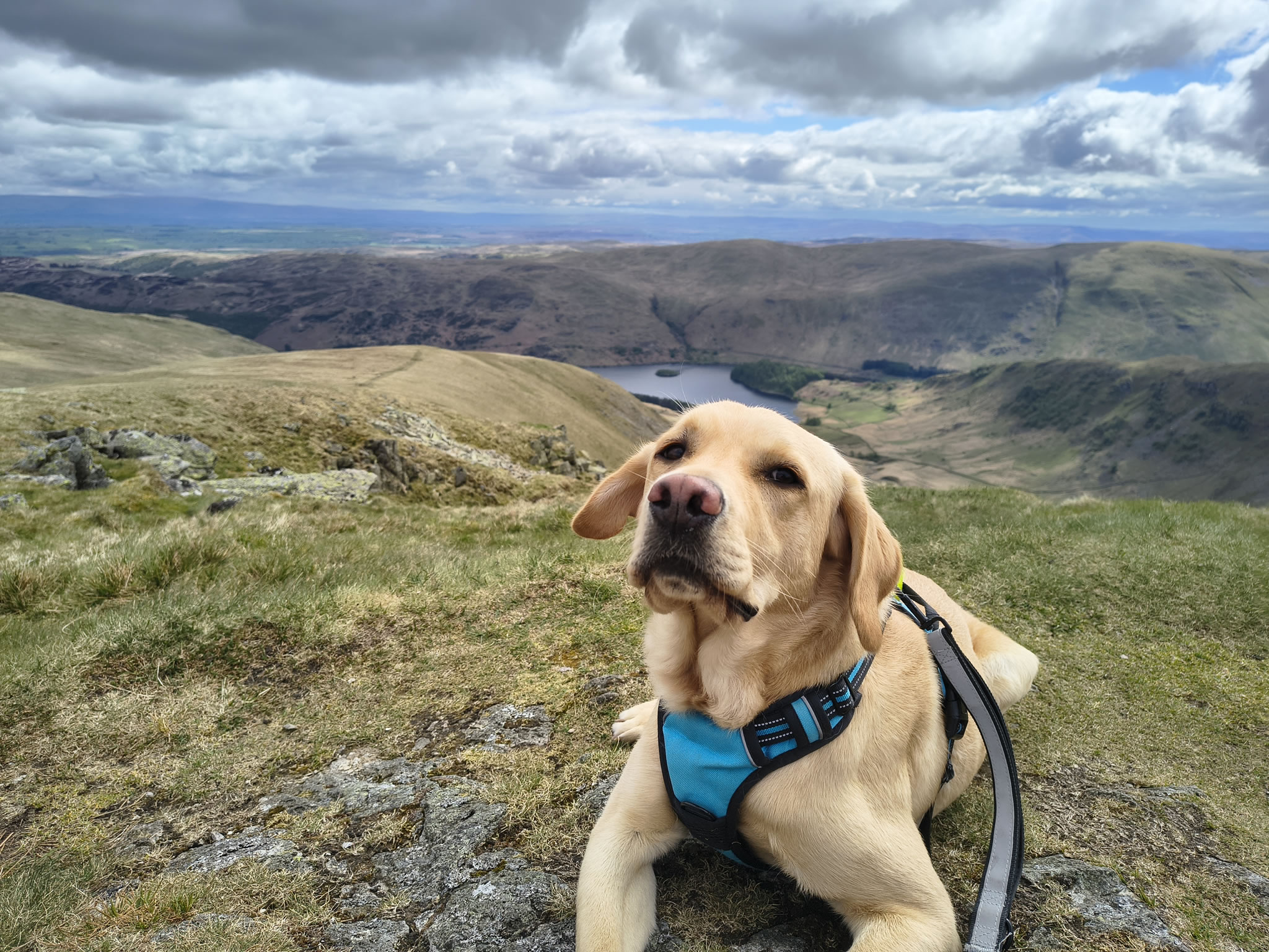 Rex at the summit of Kidsty Pike, Lake District UK