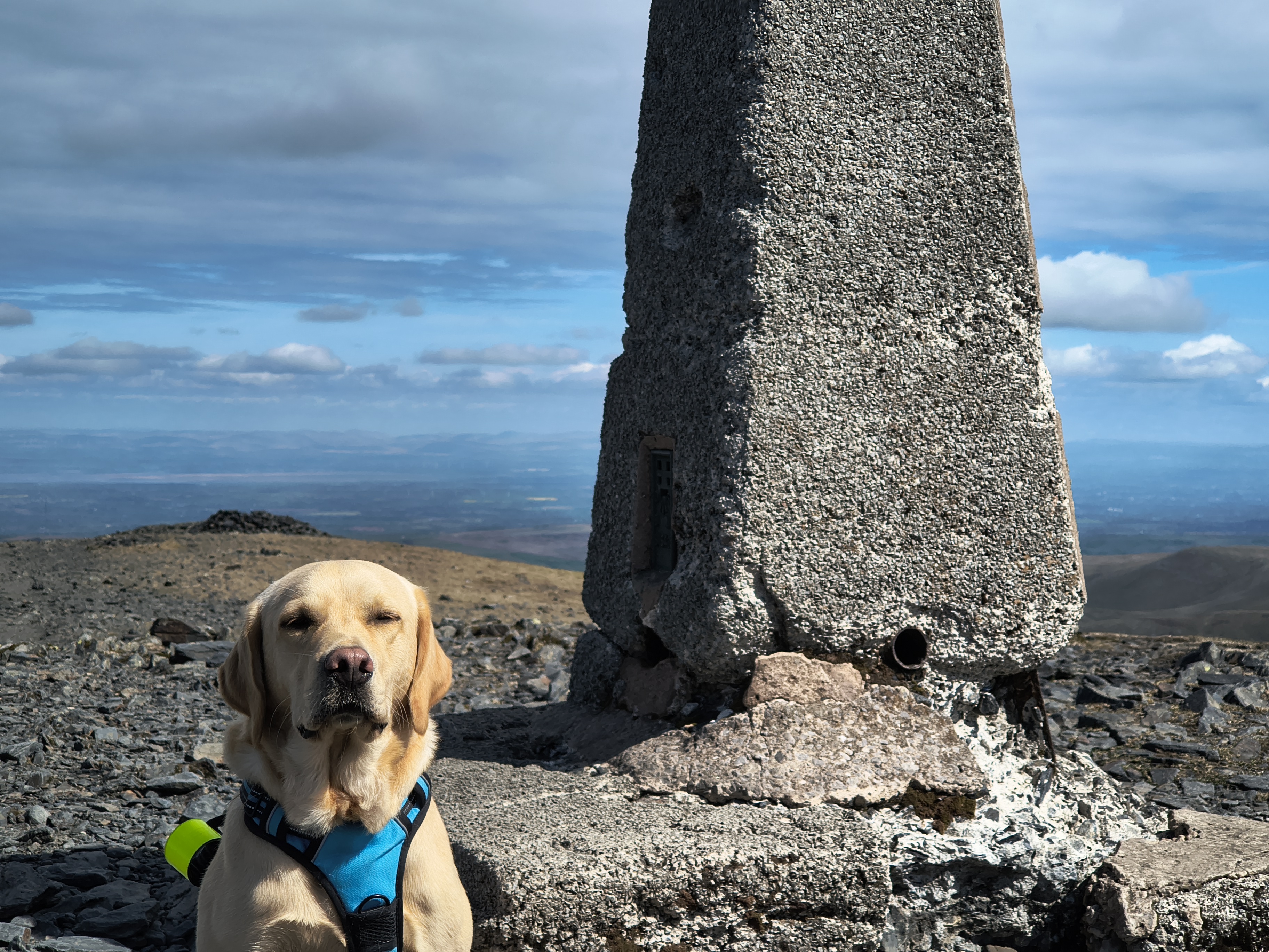 Rex the golden lab looks proud in this image at the summit of Skiddaw North top, May 06, 2026