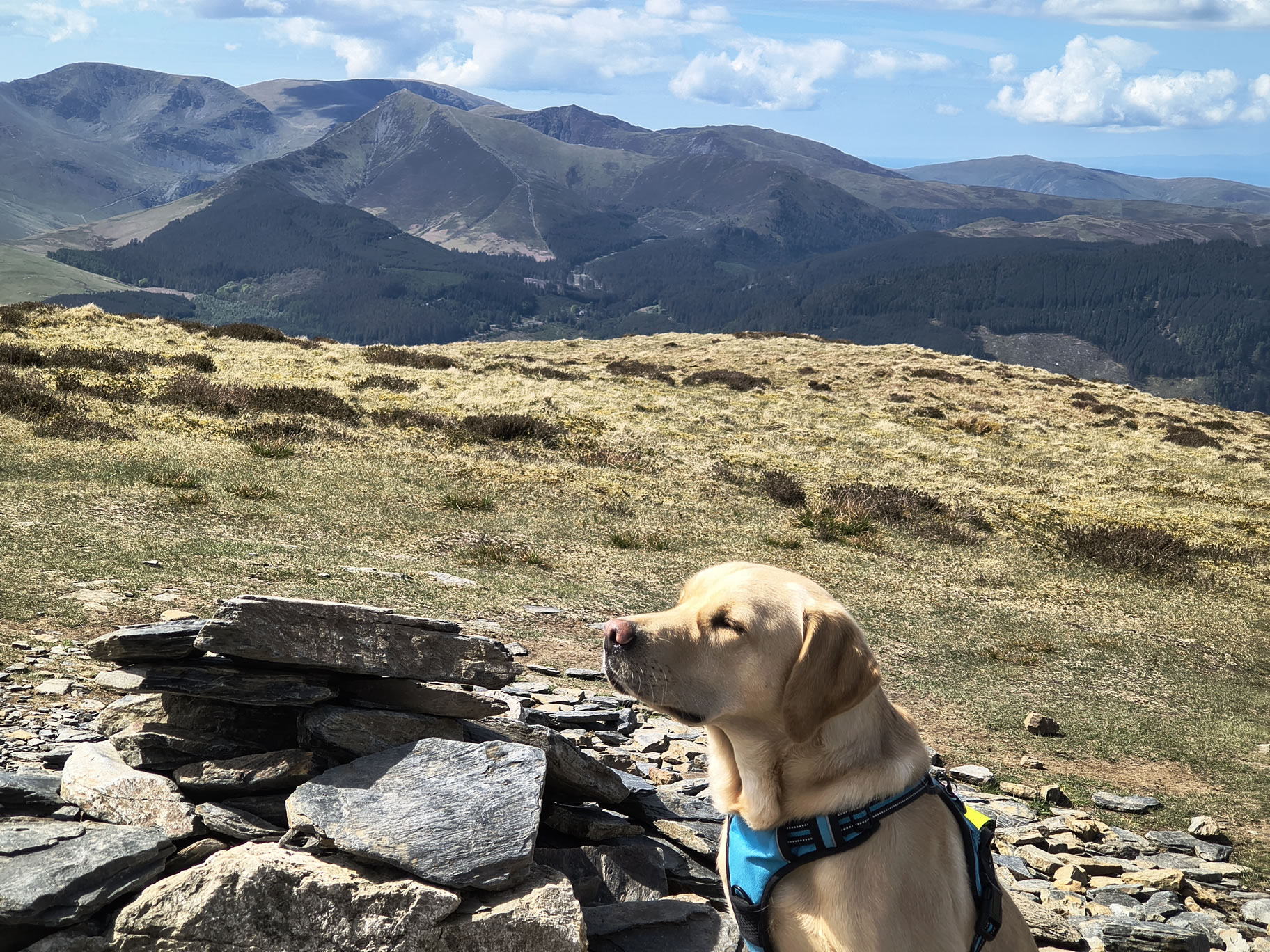 Ullock Pike, Skiddaw - Image 27, May 06, 2026