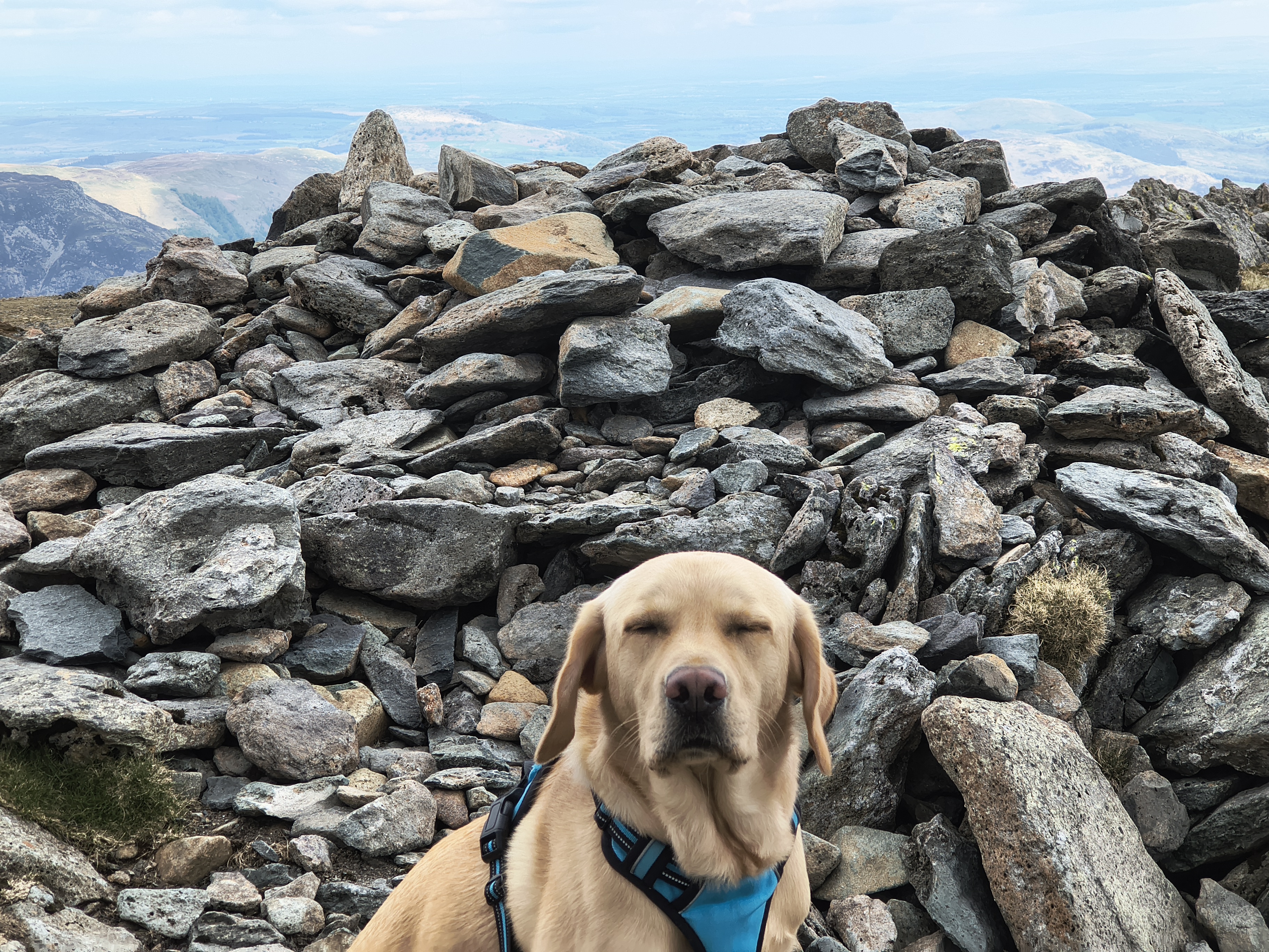 Rex has semi-closed eyes at the summit of St Sunday Crag on this very windy day, May 07, 2026