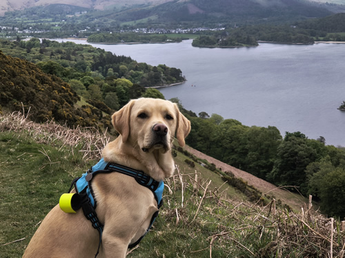 Rex with Derwent Water and Keswick behind on the descent from Cat Bells