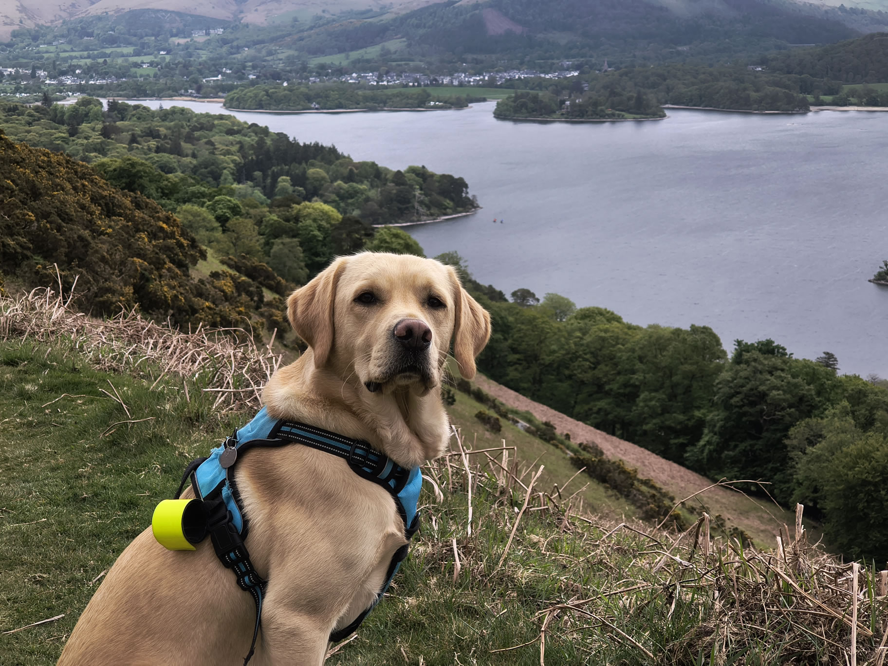 Rex with Derwent Water and Keswick behind on the descent from Cat Bells, May 09, 2026