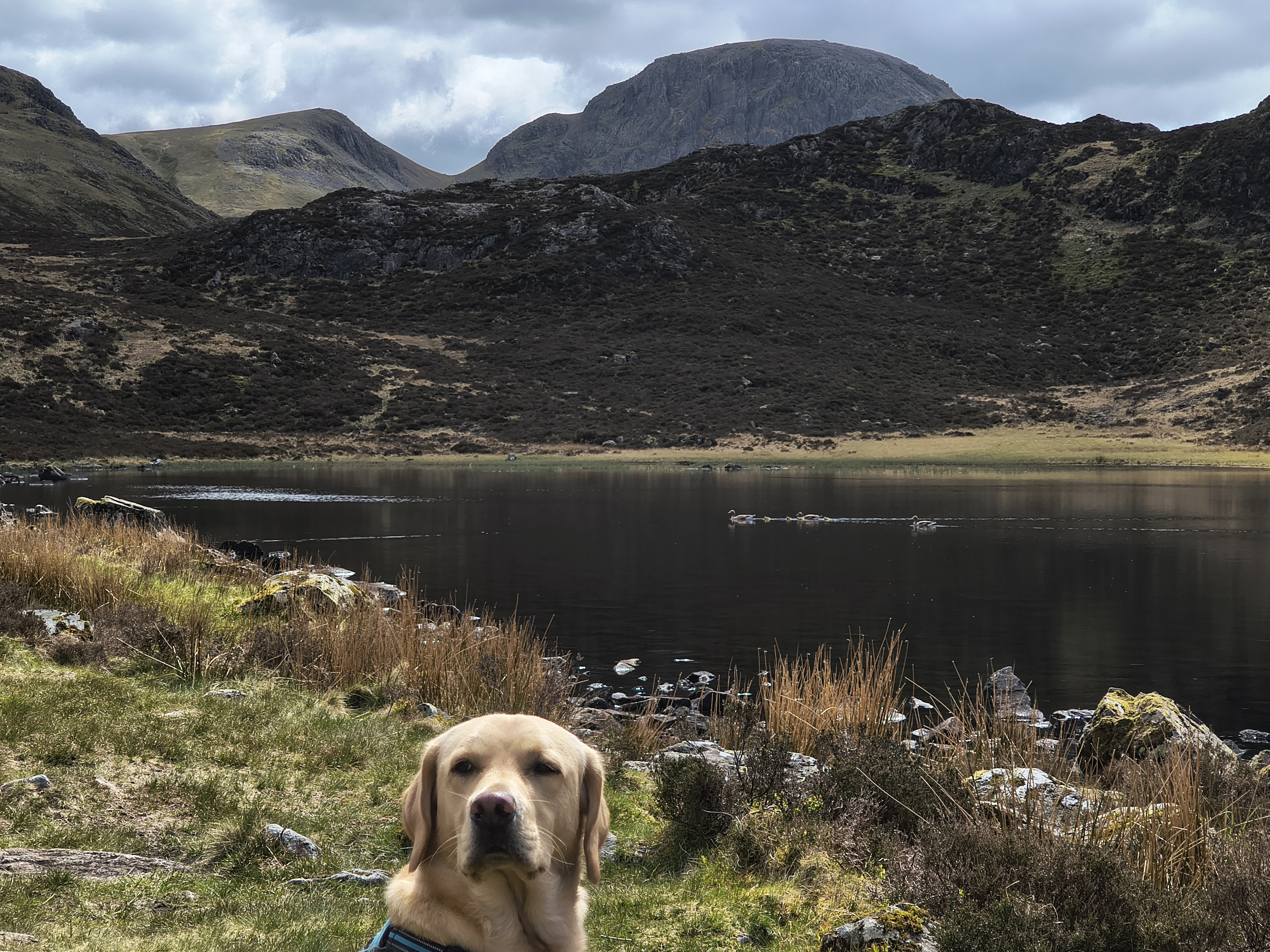 Great Gable, Fleetwith Pike - Image 30, May 10, 2026