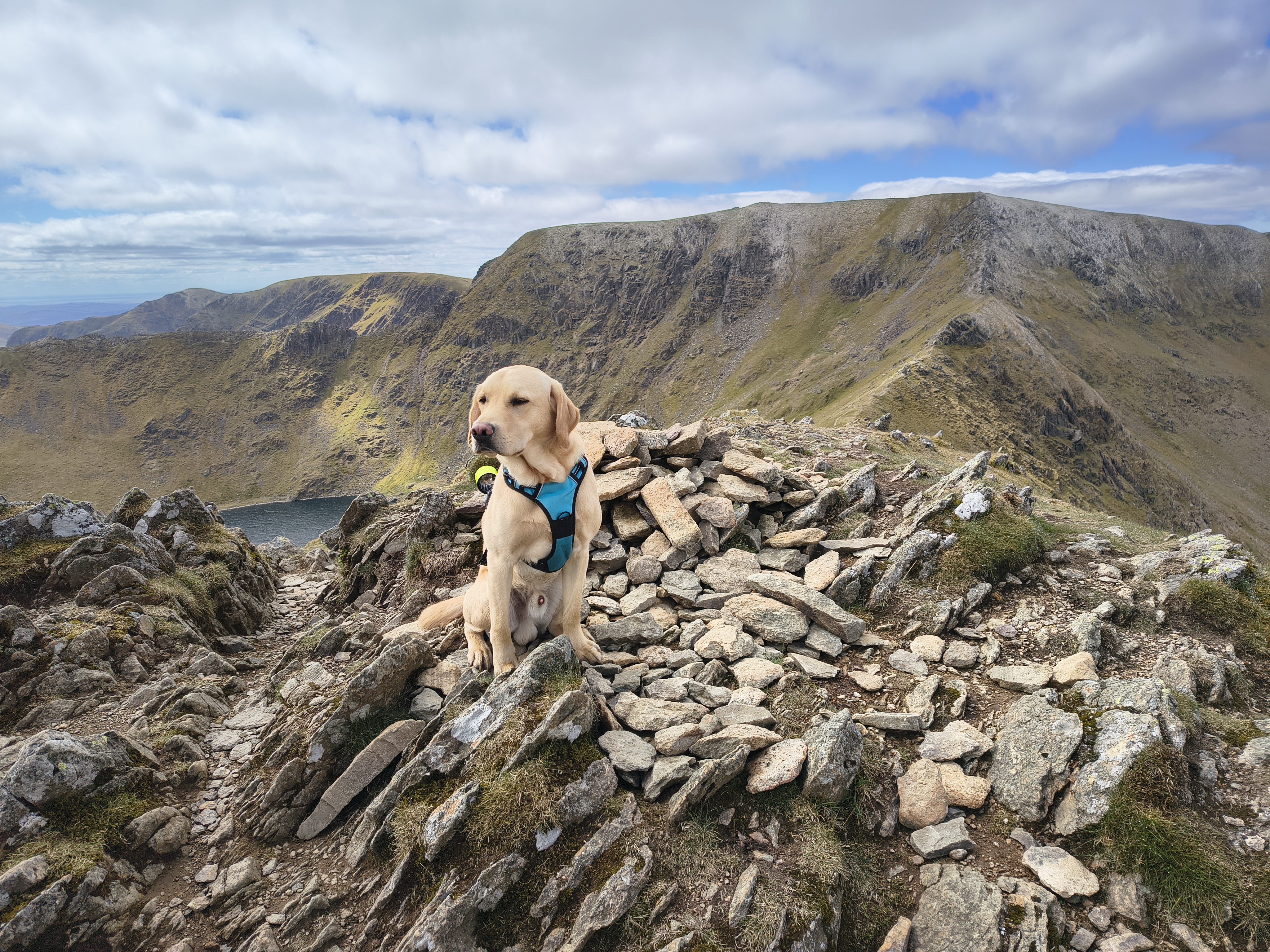 Rex at the summit of Catsye Cam with Siwrral Edge and Helvellyn behind, May 11, 2026