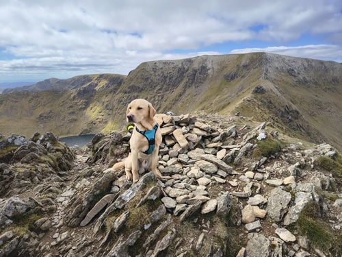 Rex at the summit of Catsye Cam with Swirral Edge and Helvellyn behind