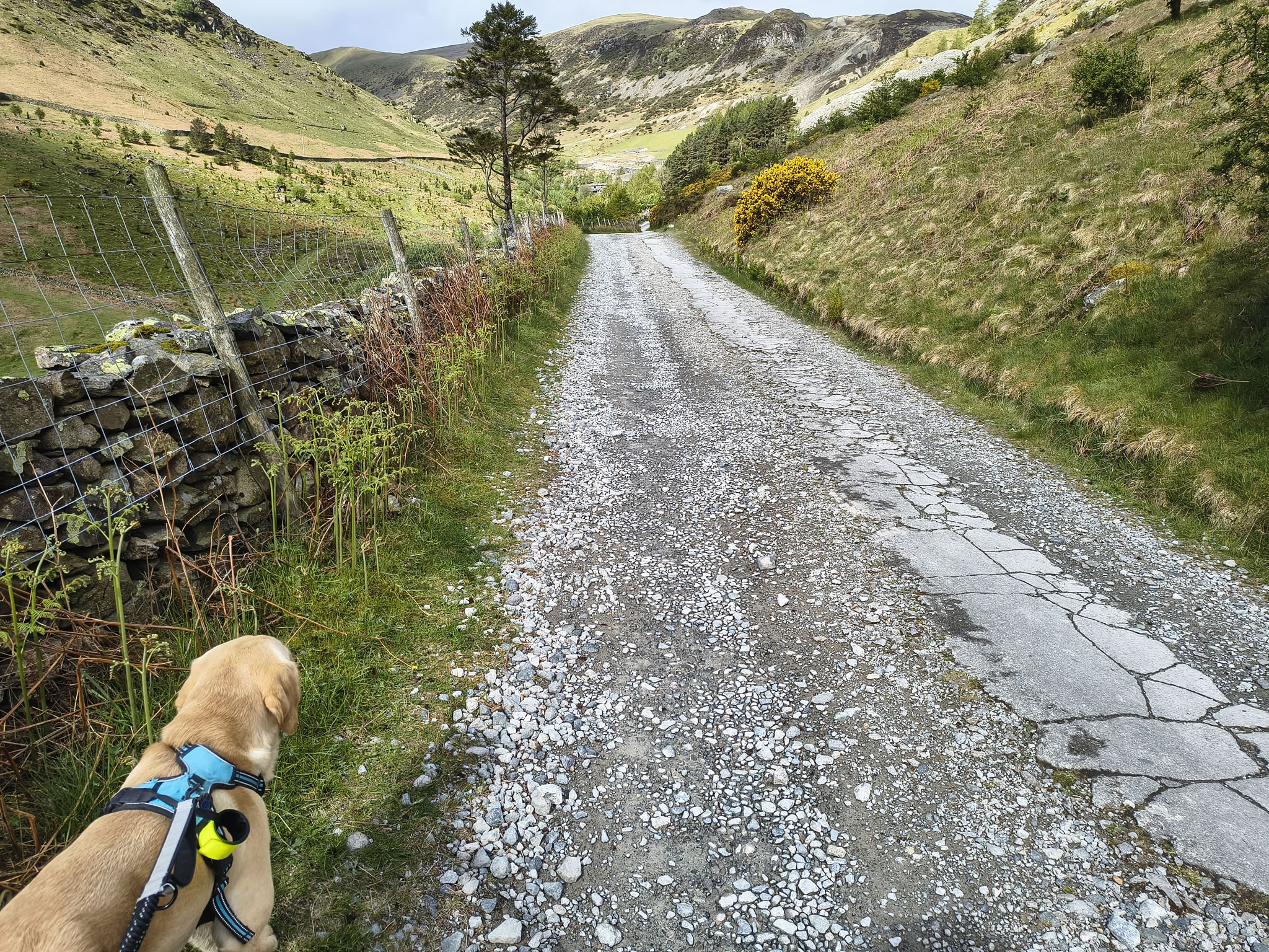 Catstye Cam, Birkhouse Moor - Image 4, May 11, 2026