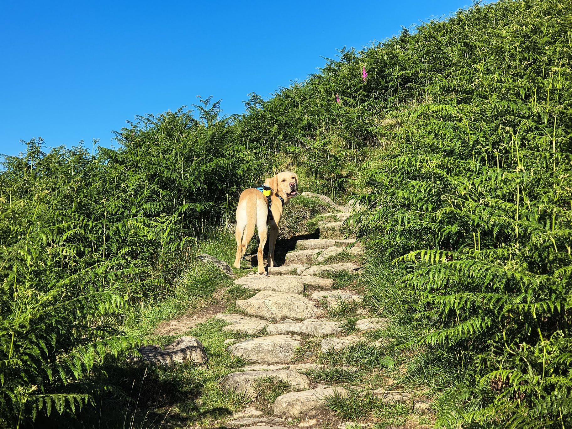 A Fairfield Horseshoe - Image 6, Jun 21, 2026
